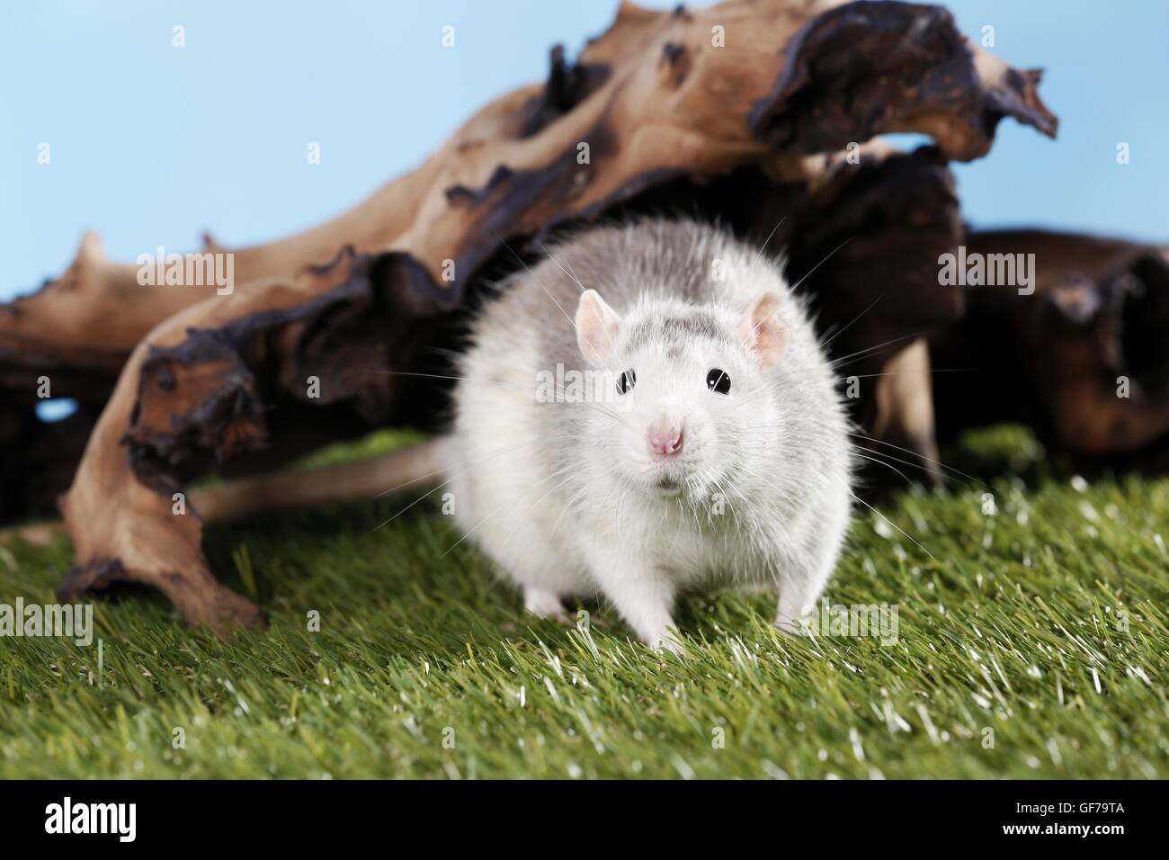 fancy rat Stock Photo