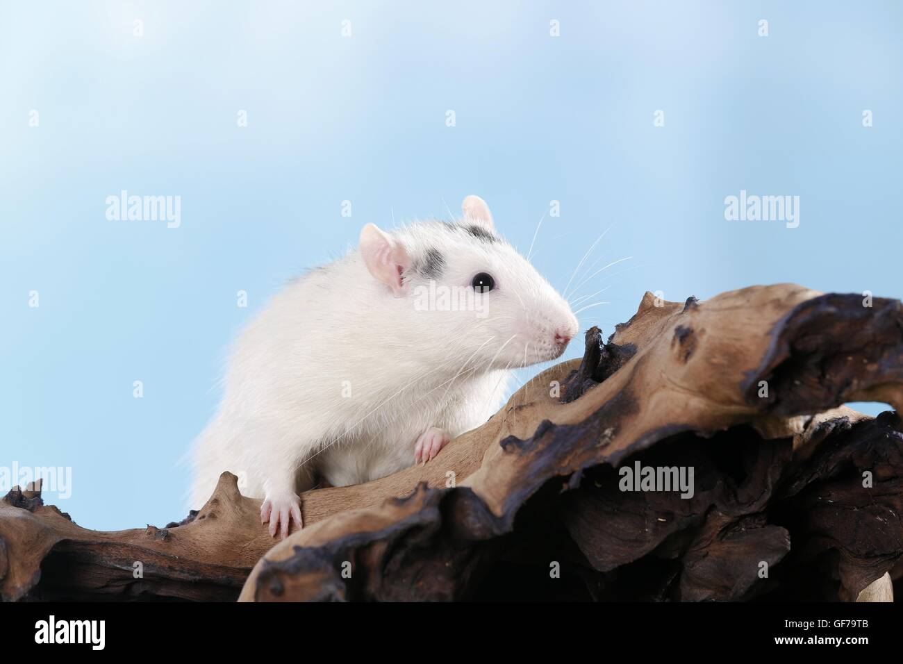 fancy rat Stock Photo