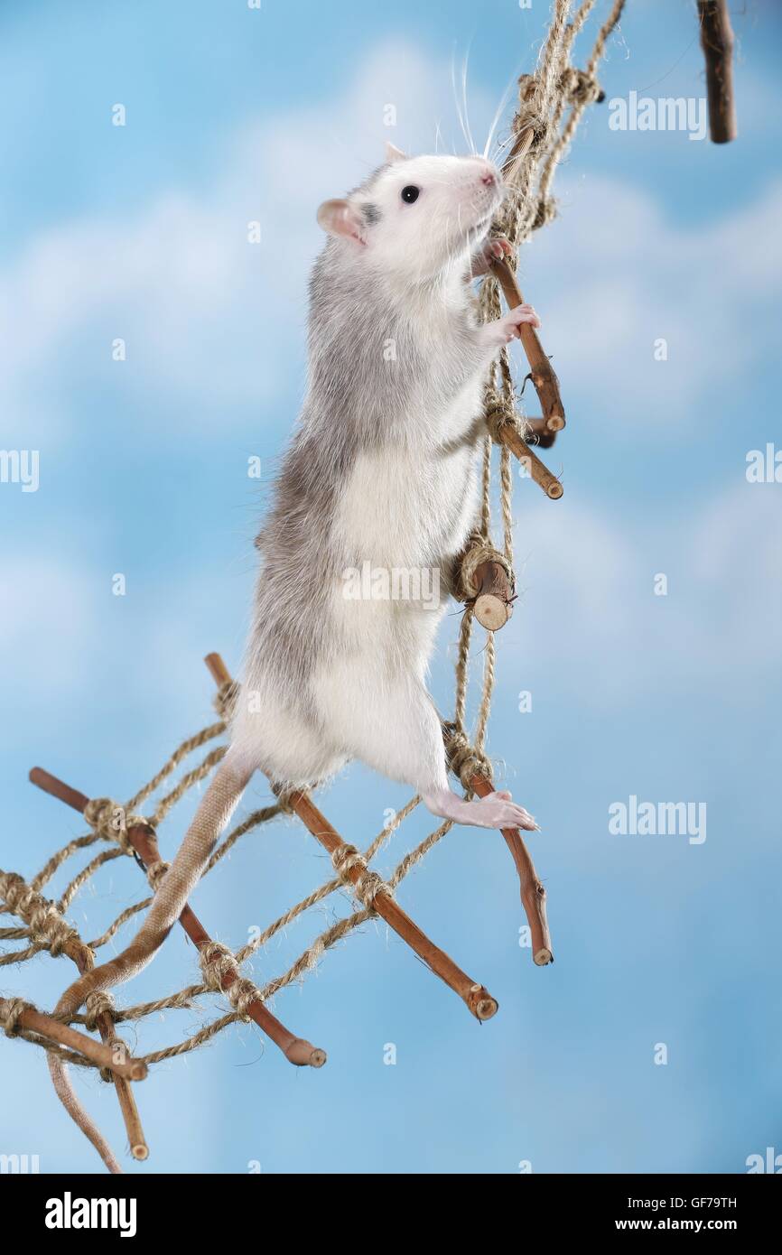 climbing fancy rat Stock Photo