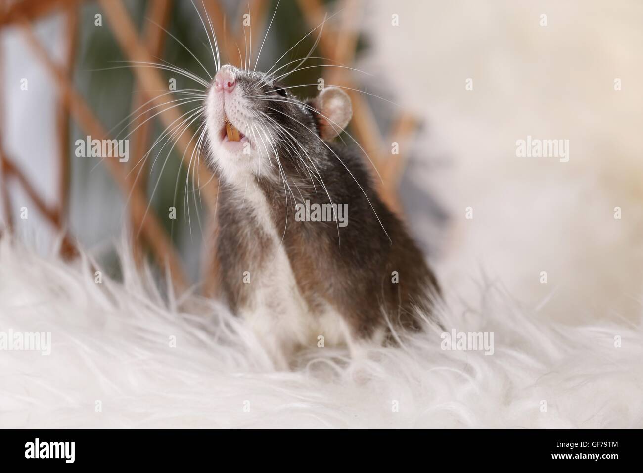 fancy rat at sheepskin Stock Photo