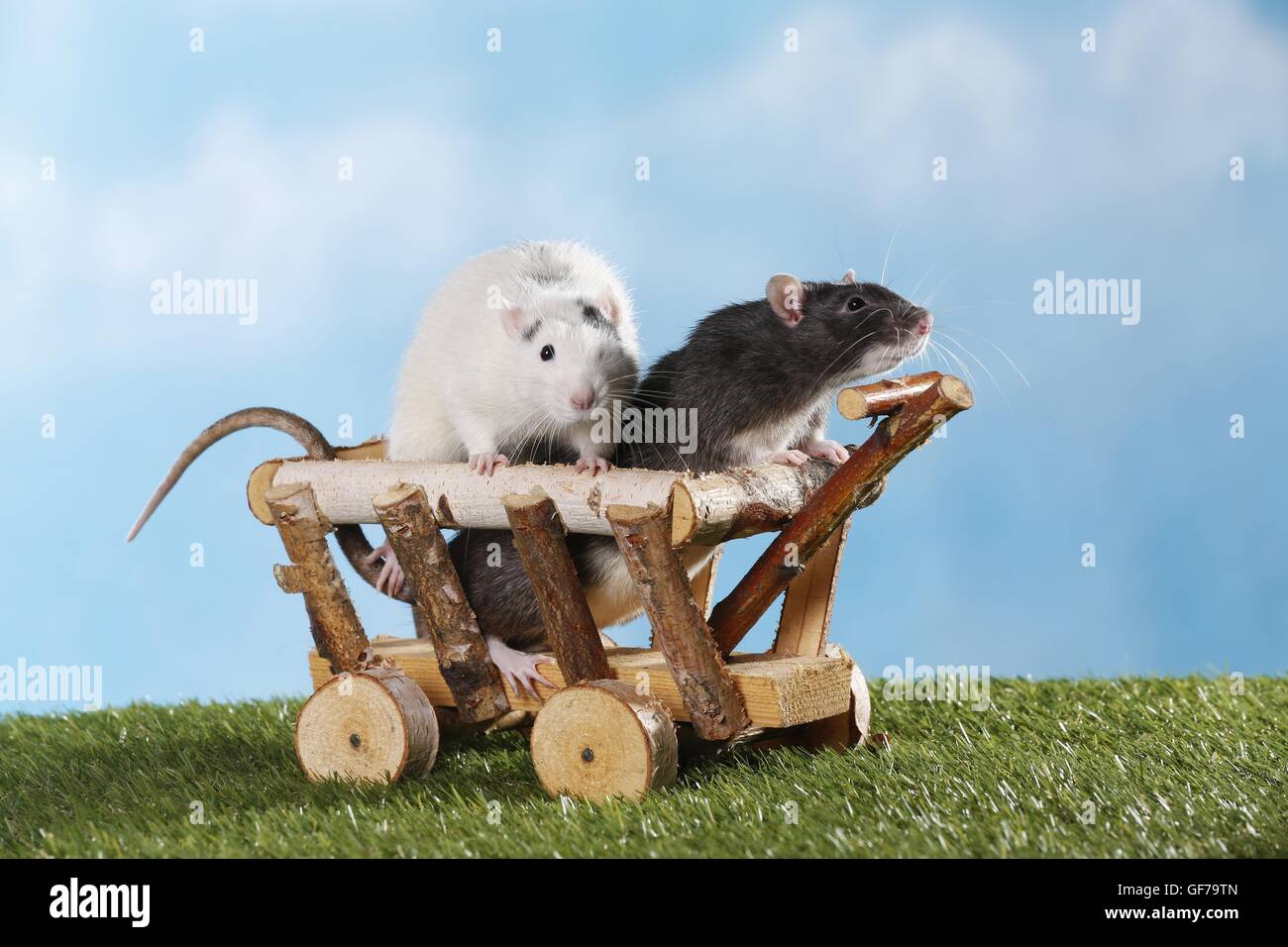 rats with wooden wagon Stock Photo