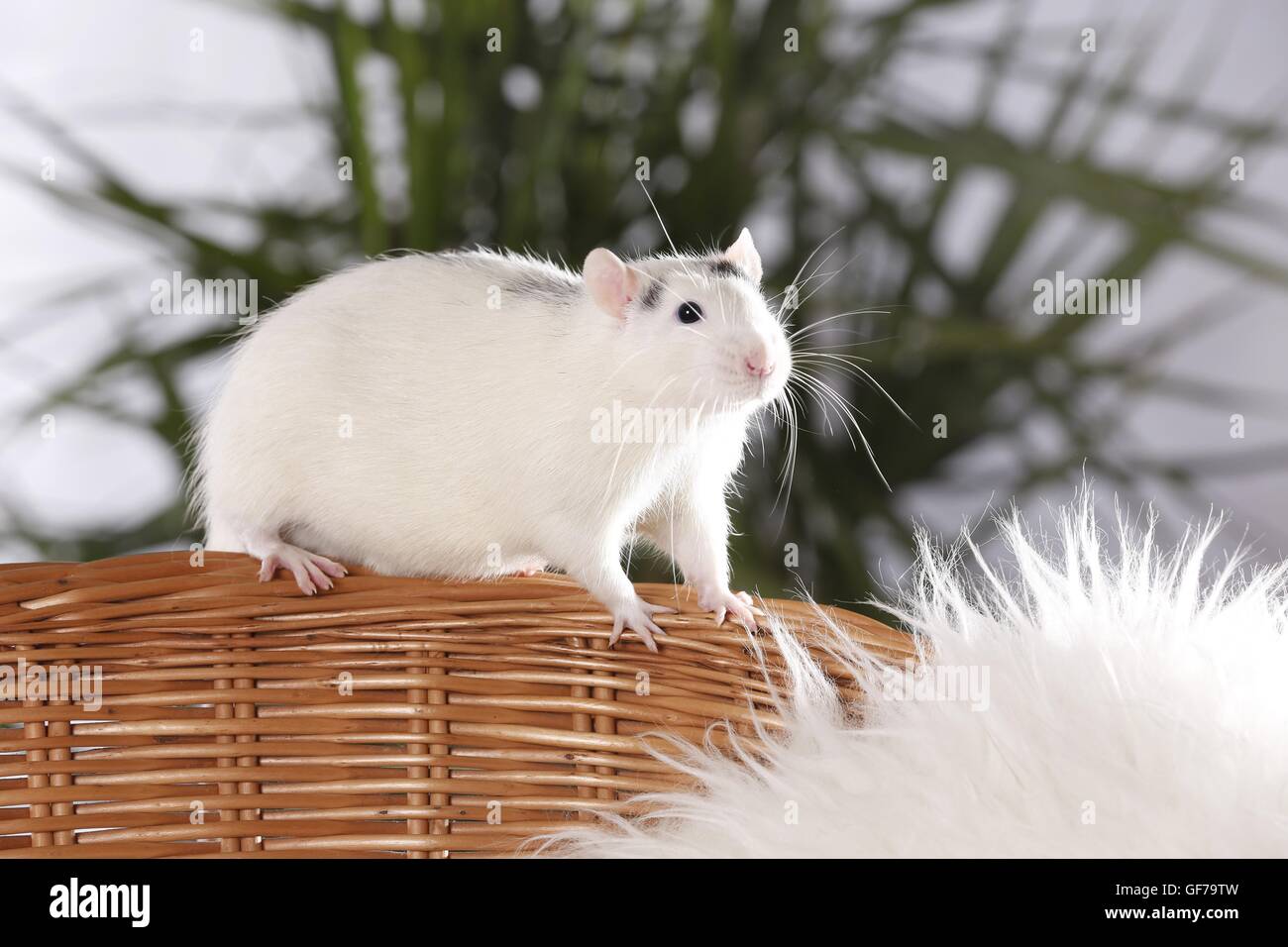 fancy rat at sheepskin Stock Photo