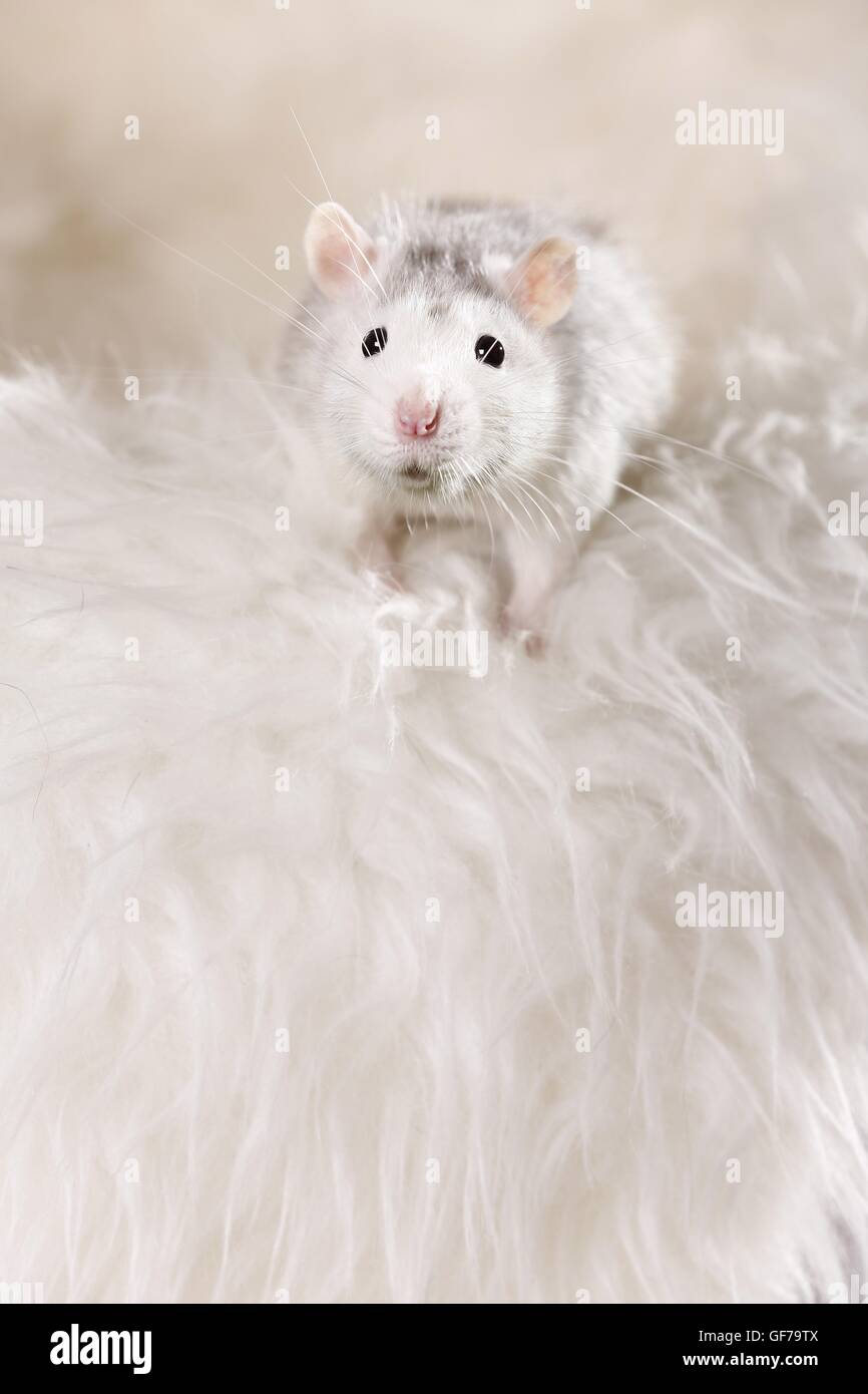 fancy rat at sheepskin Stock Photo