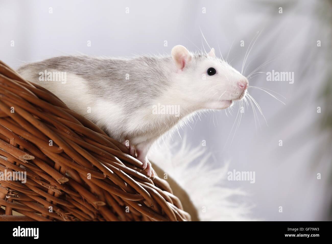 fancy rat Stock Photo