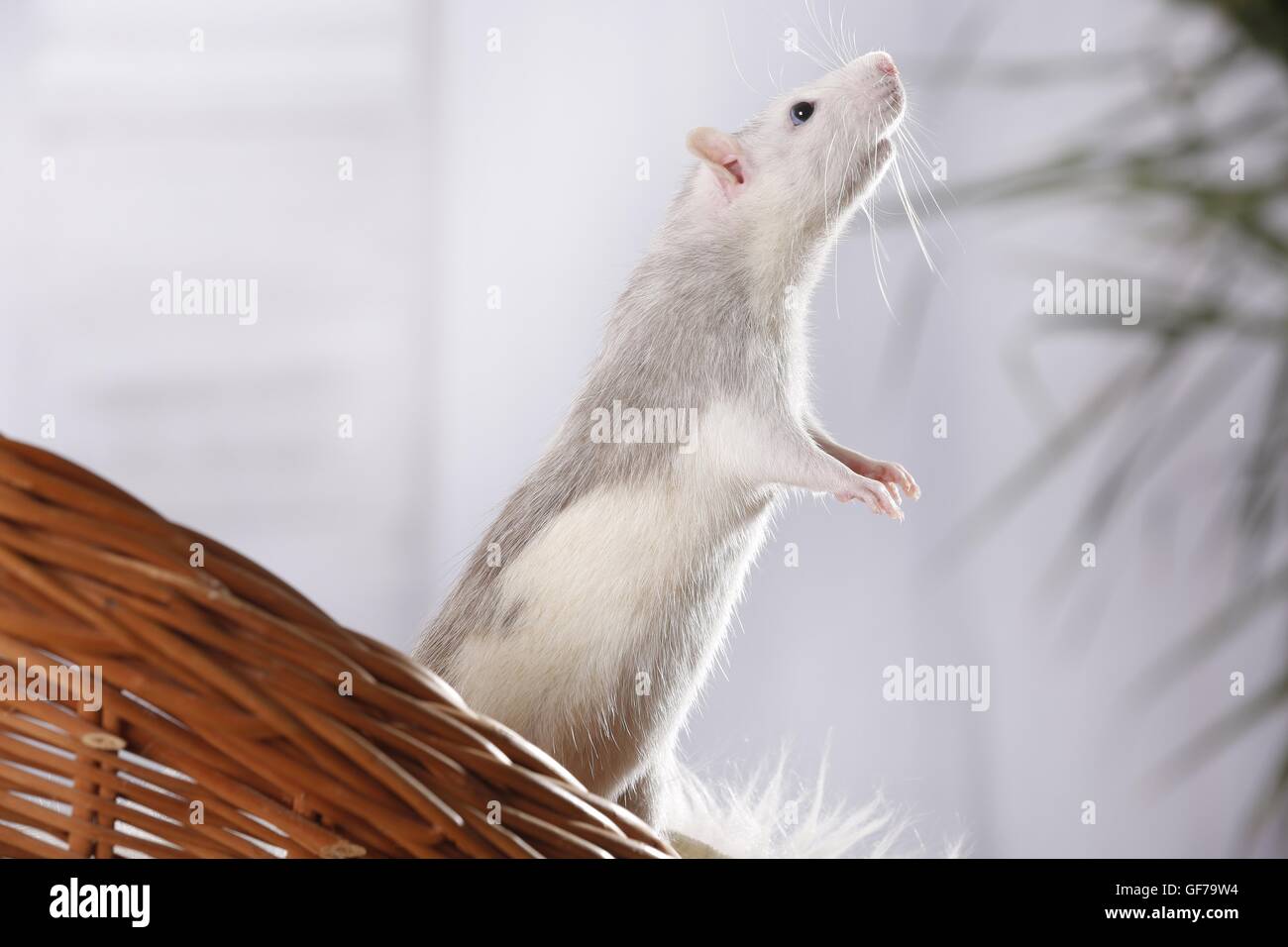 fancy rat Stock Photo