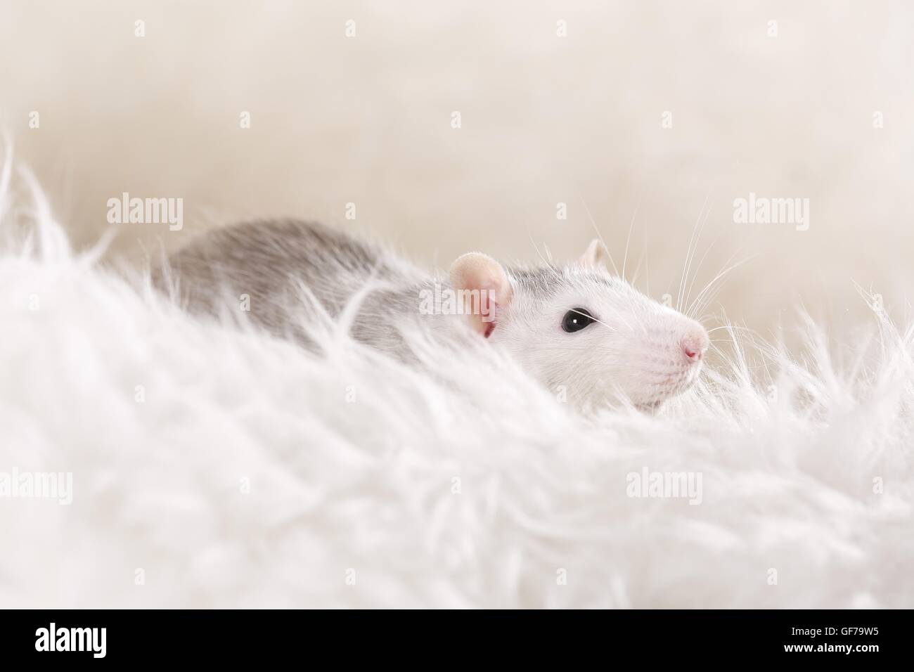 fancy rat at sheepskin Stock Photo