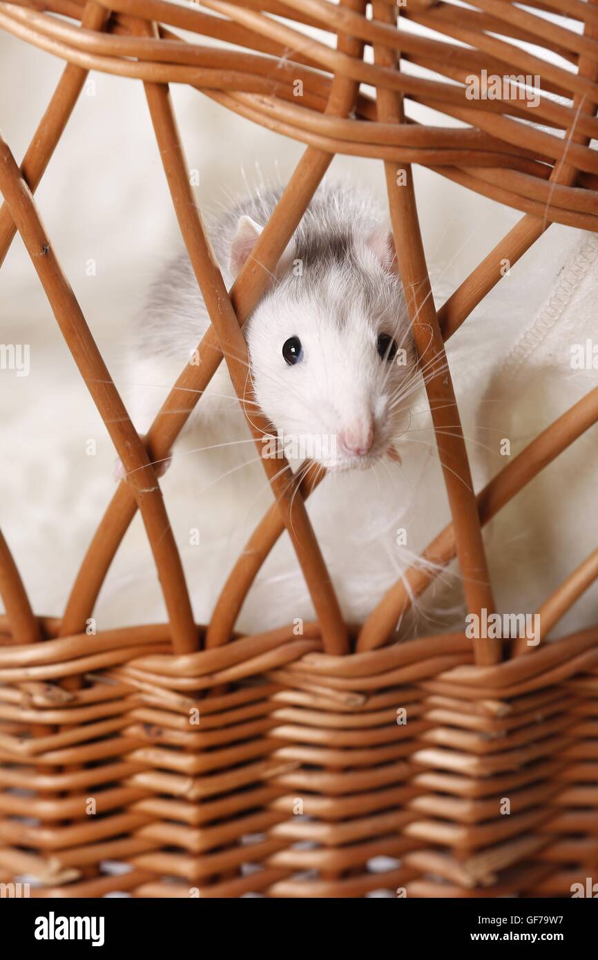 fancy rat Stock Photo