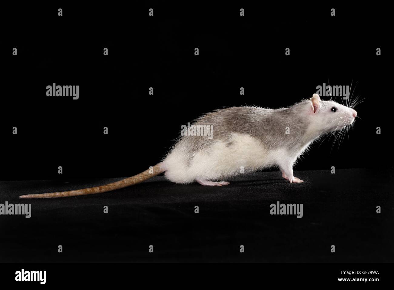 fancy rat at black background Stock Photo