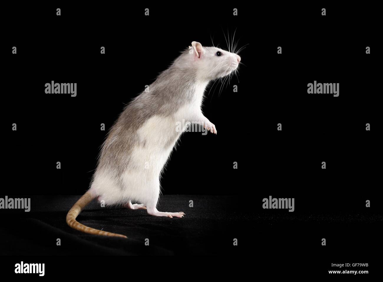 fancy rat at black background Stock Photo