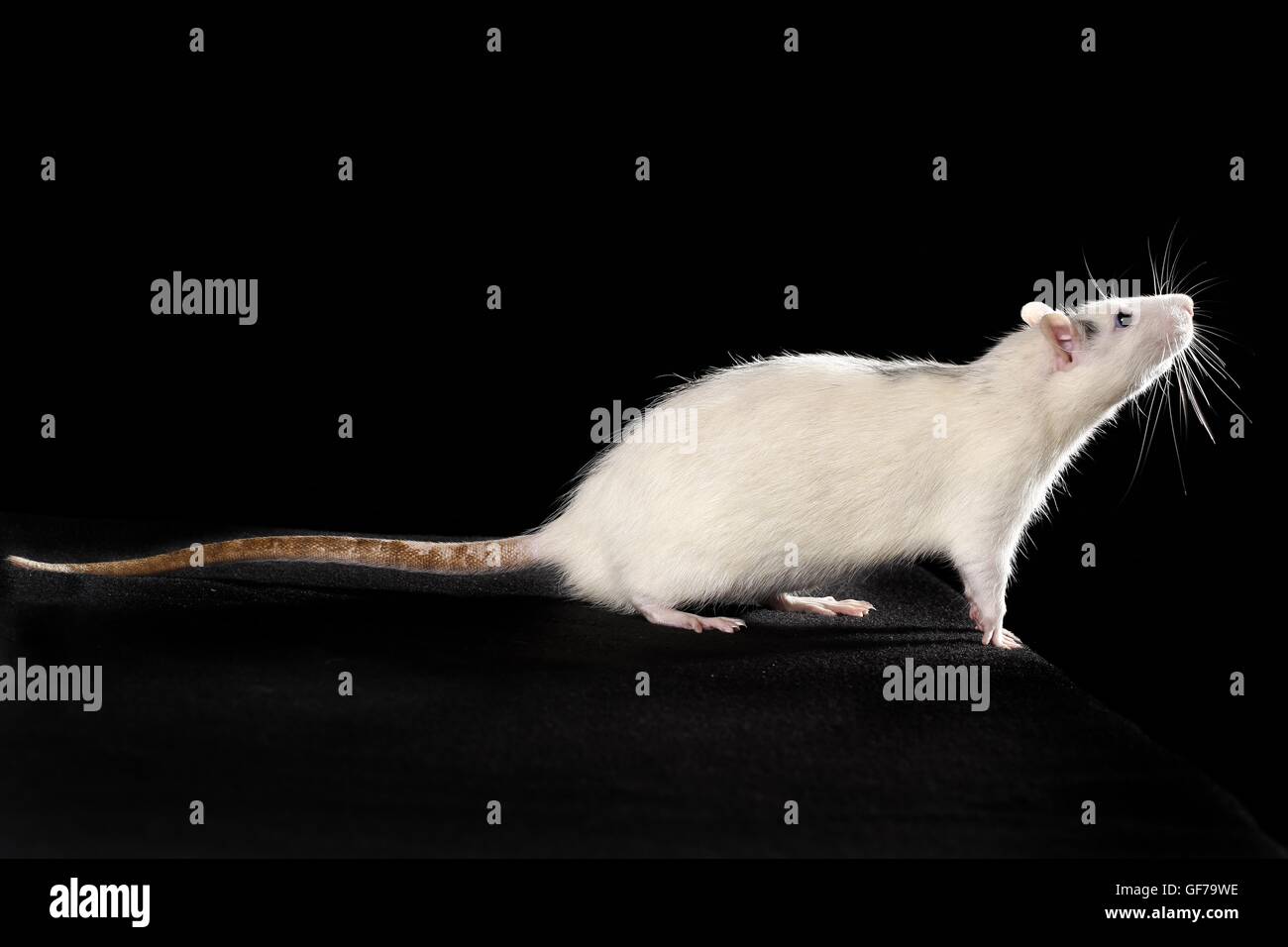 fancy rat at black background Stock Photo