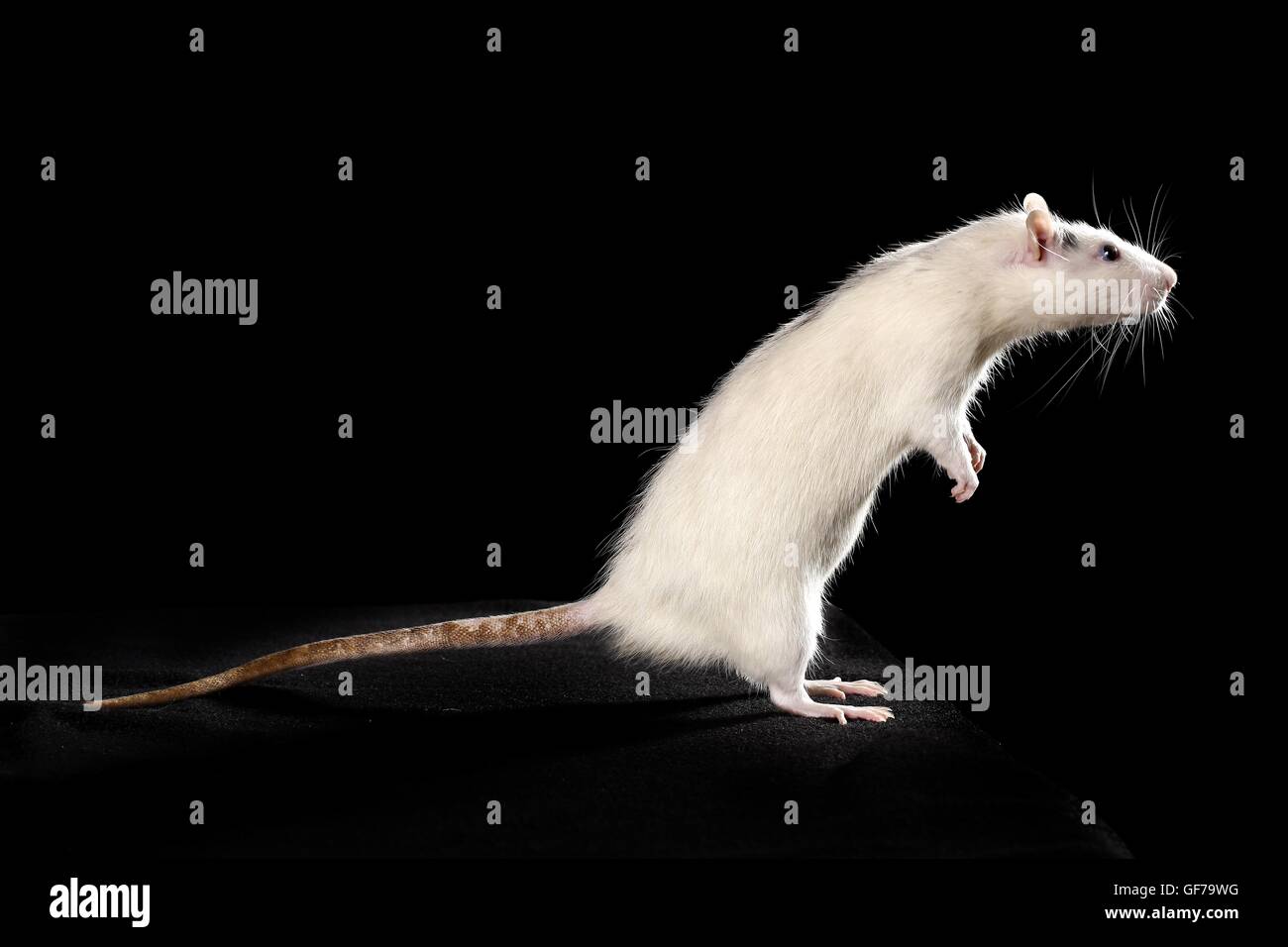 fancy rat at black background Stock Photo