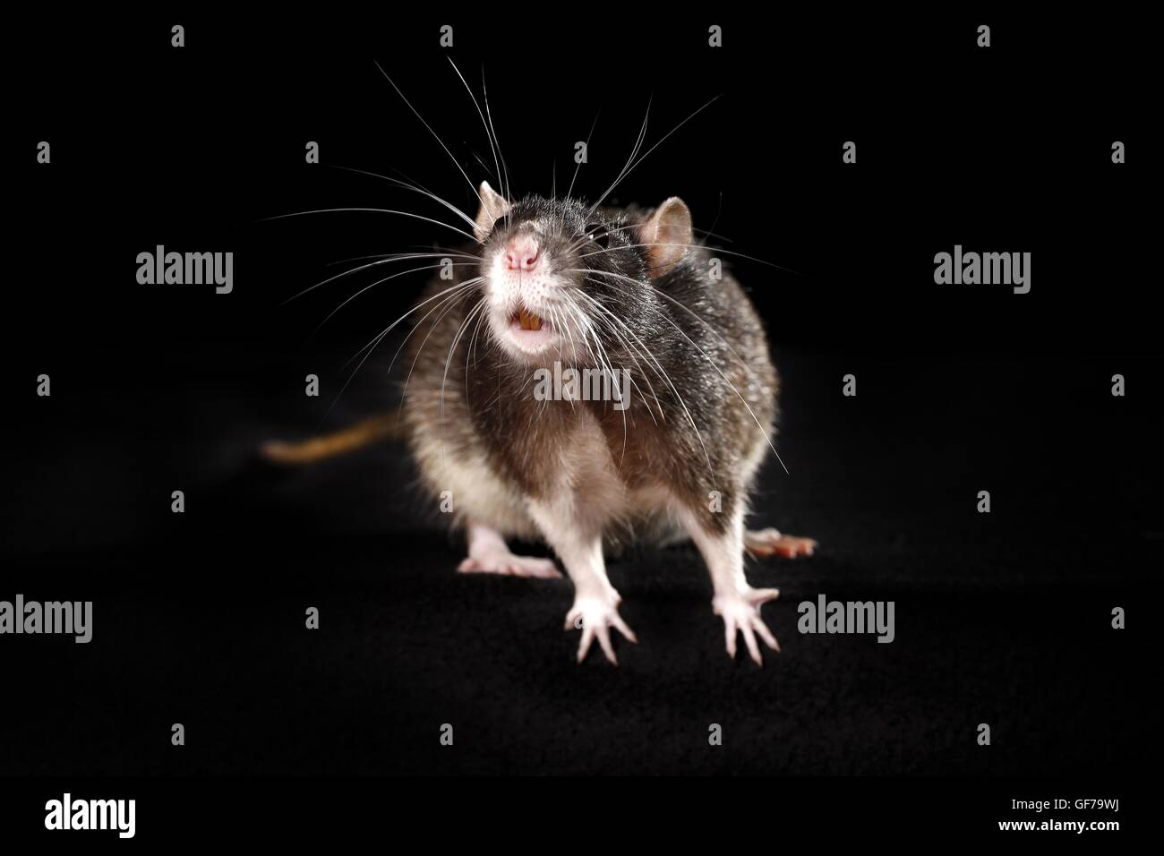 fancy rat at black background Stock Photo