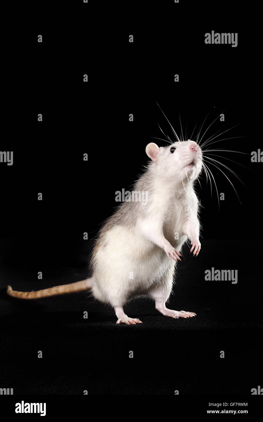 fancy rat at black background Stock Photo