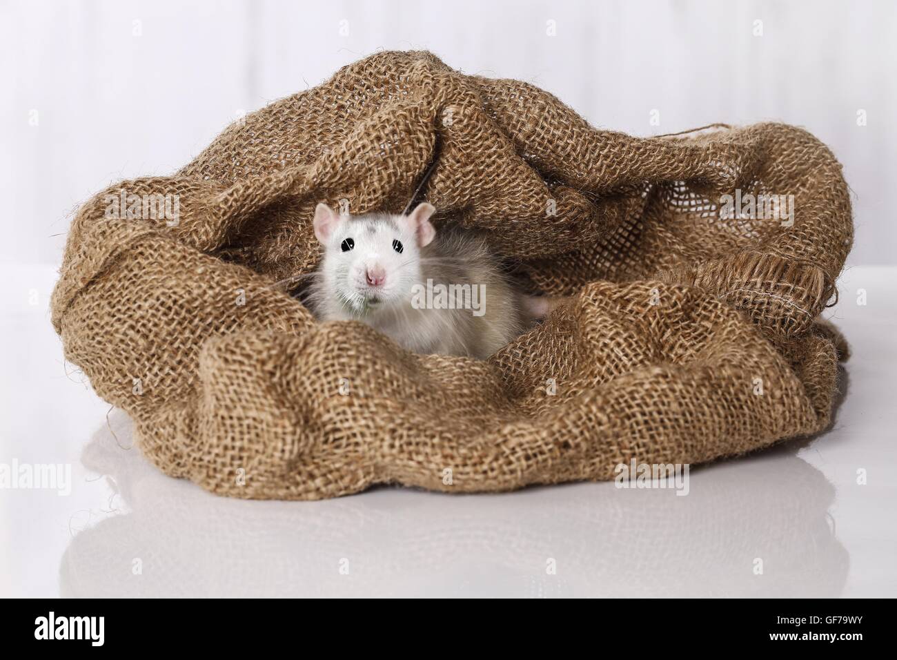 fancy rat in jute sack Stock Photo