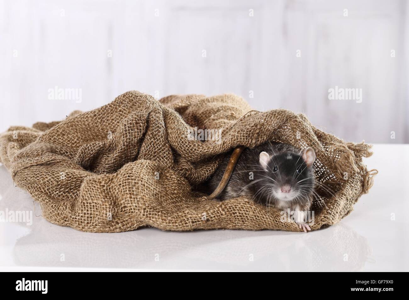 fancy rat in jute sack Stock Photo