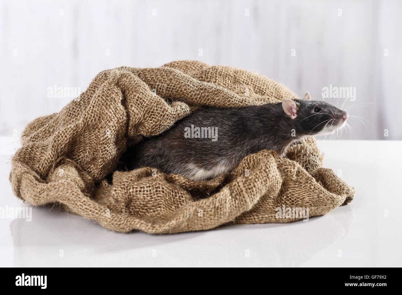 fancy rat in jute sack Stock Photo