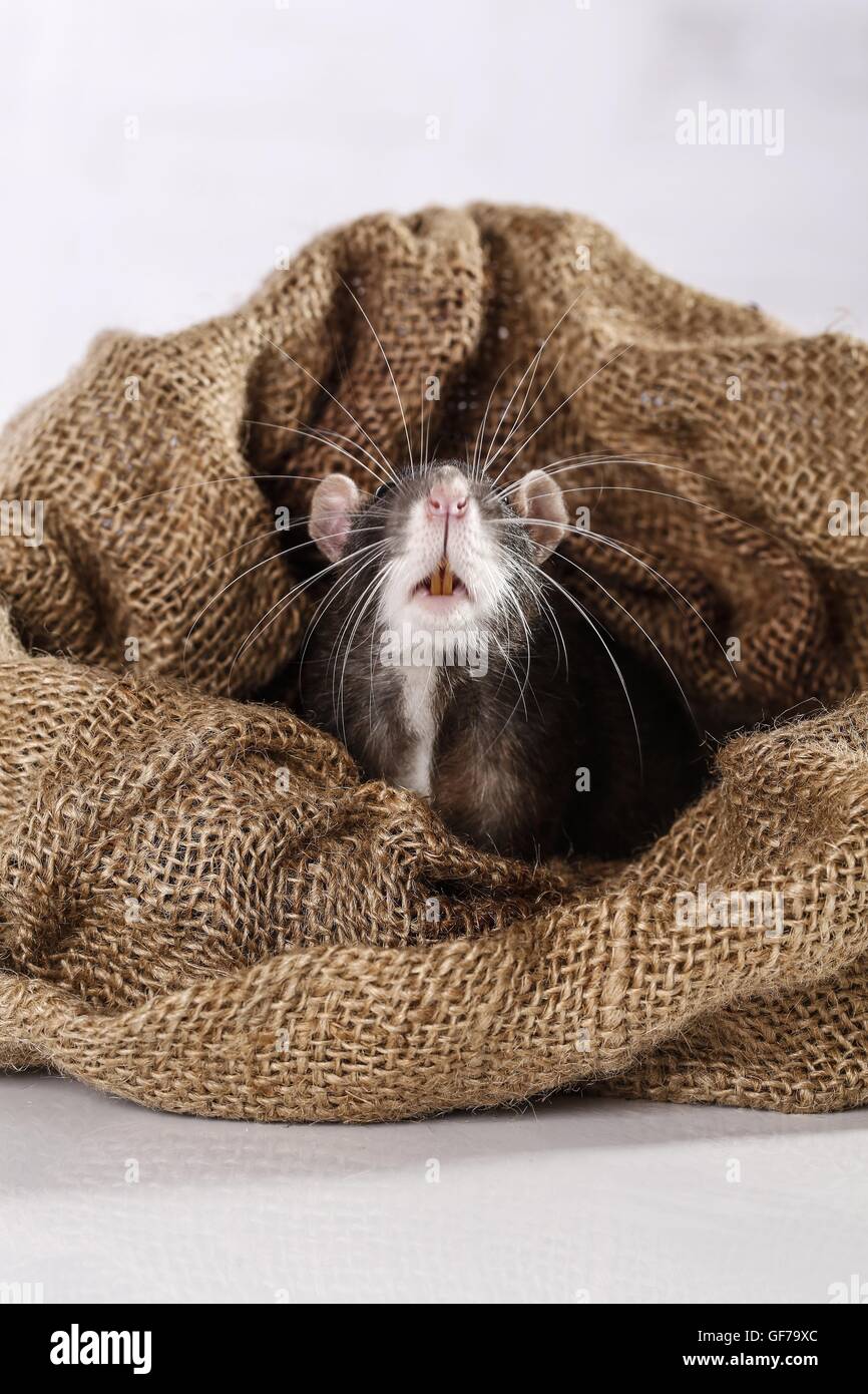 fancy rat in jute sack Stock Photo