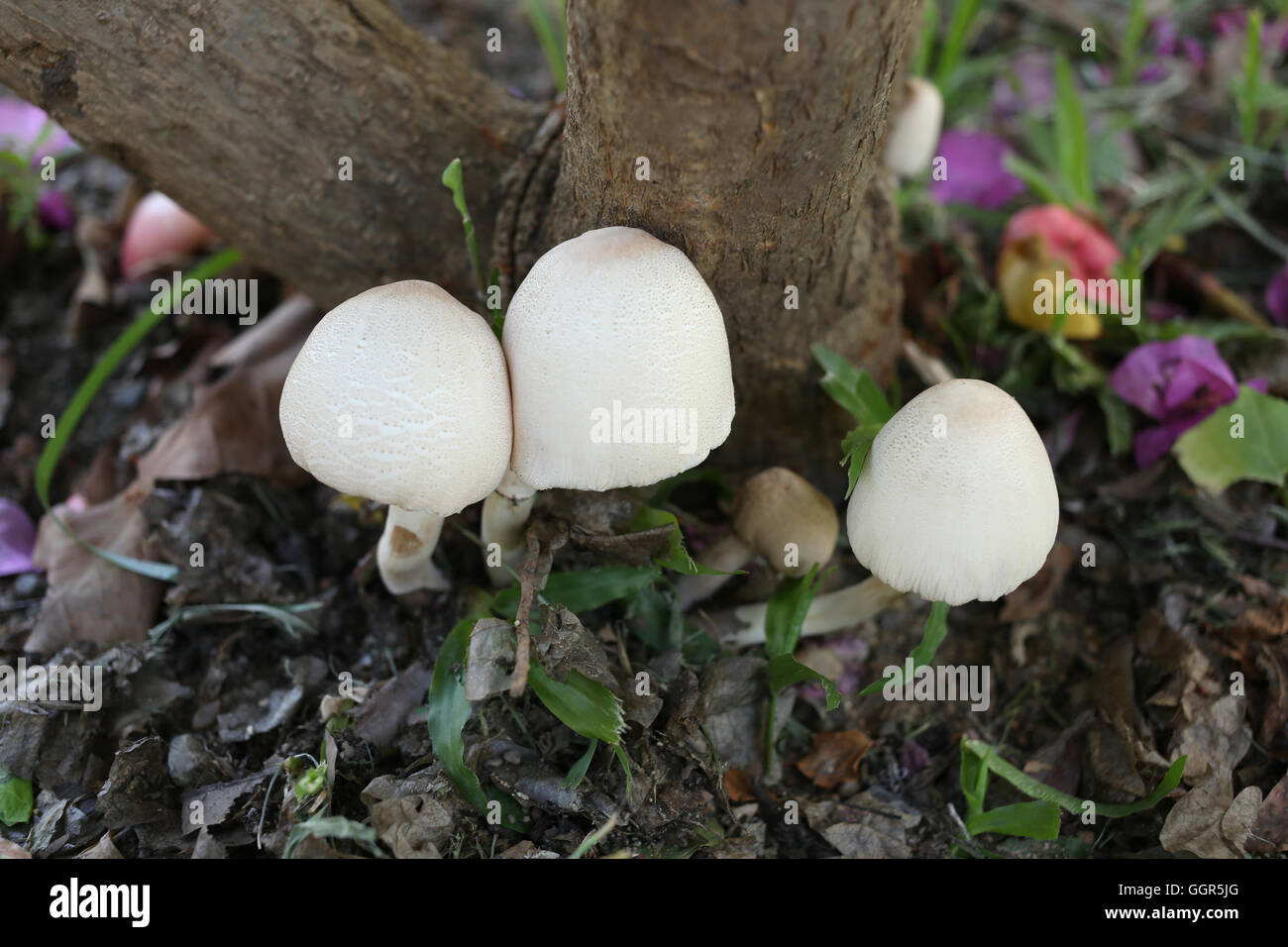 Poisonous mushrooms growing under the trees in the garden. Stock Photo