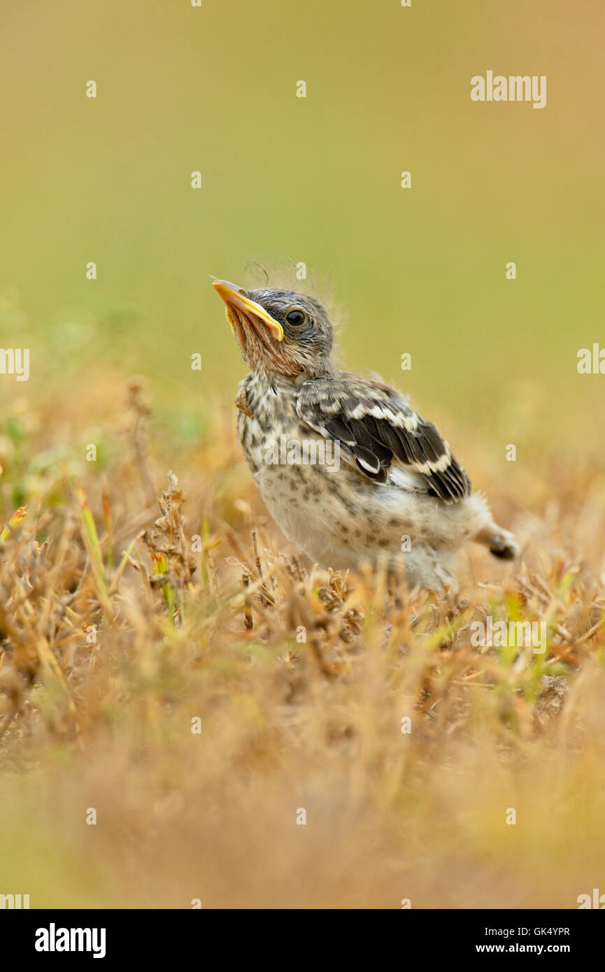 Northern Mockingbird (Mimus polyglottos) Fledgling just out from nest, Rio Grande City, Texas, USA Stock Photo