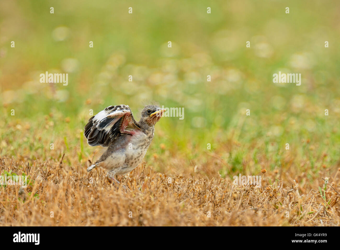 Northern Mockingbird (Mimus polyglottos) Fledgling just out from nest, Rio Grande City, Texas, USA Stock Photo