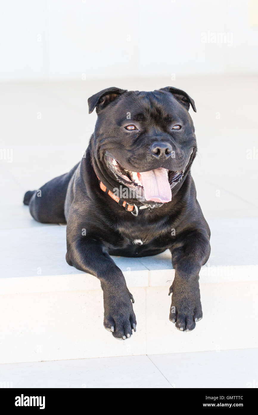 Staffordshire bull terrier dog lying on a white step with his paws hanging over the front, he is relaxed and happy Stock Photo