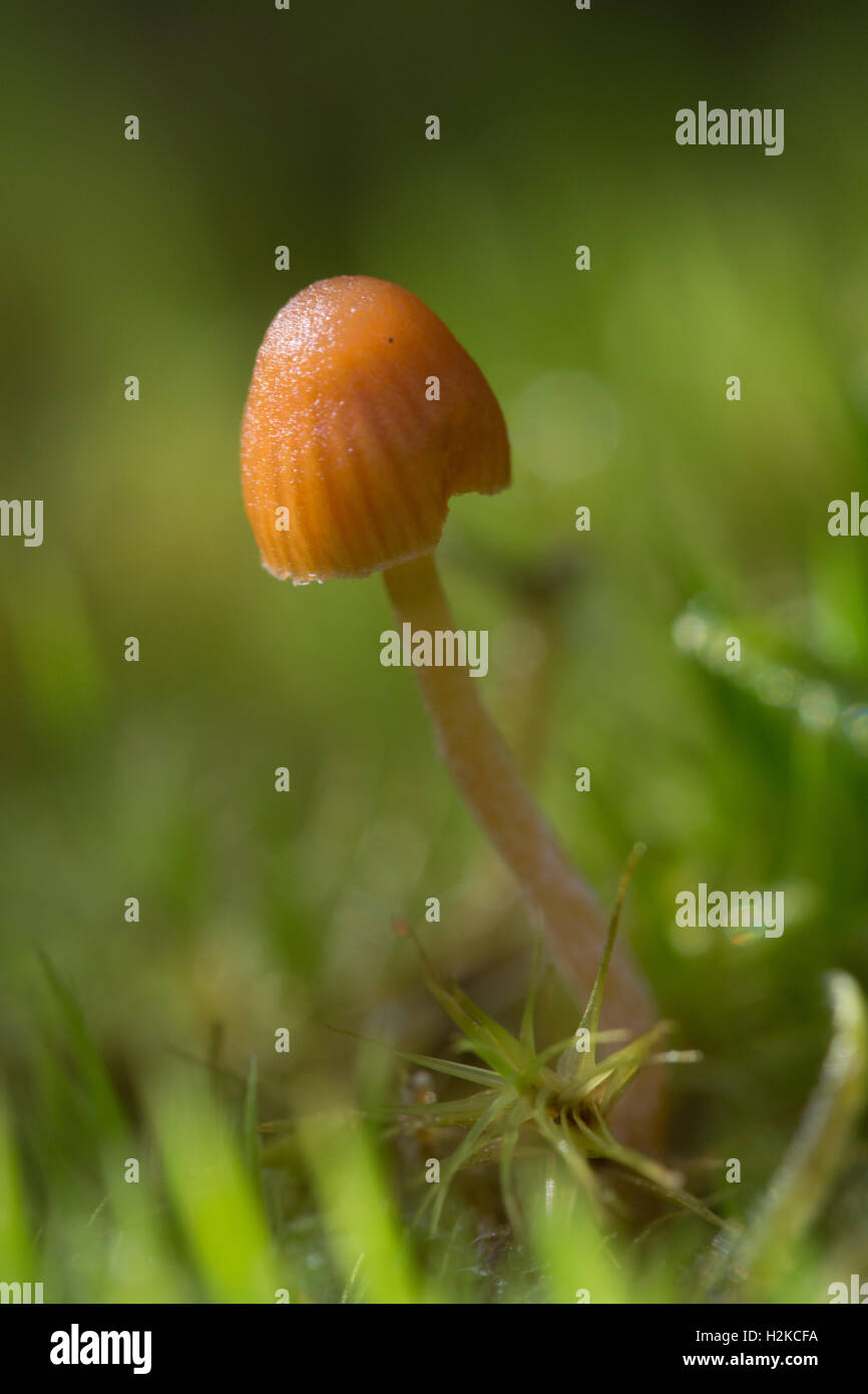 Tall orange toadstool among moss in Surrey, England Stock Photo