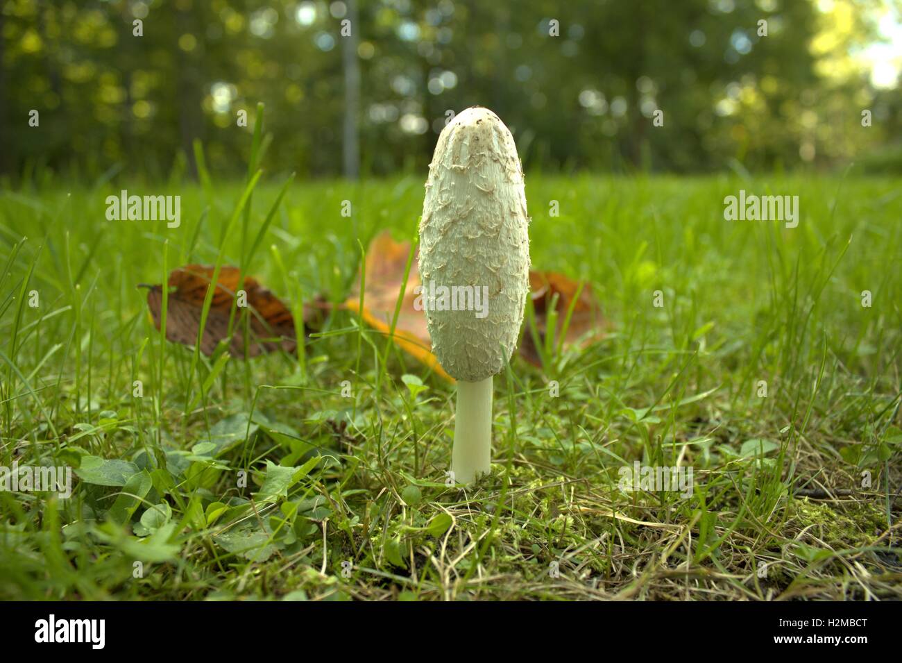 Tall Shaggy Mane Mushroom Stock Photo