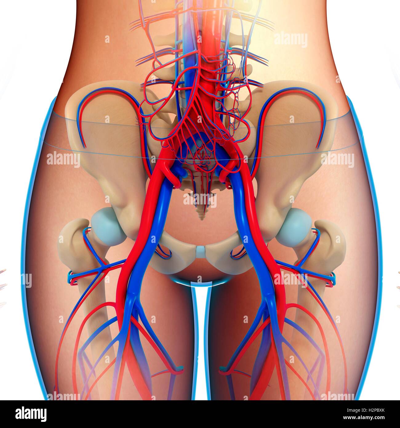 Illustration of female pelvic blood vessels. Stock Photo