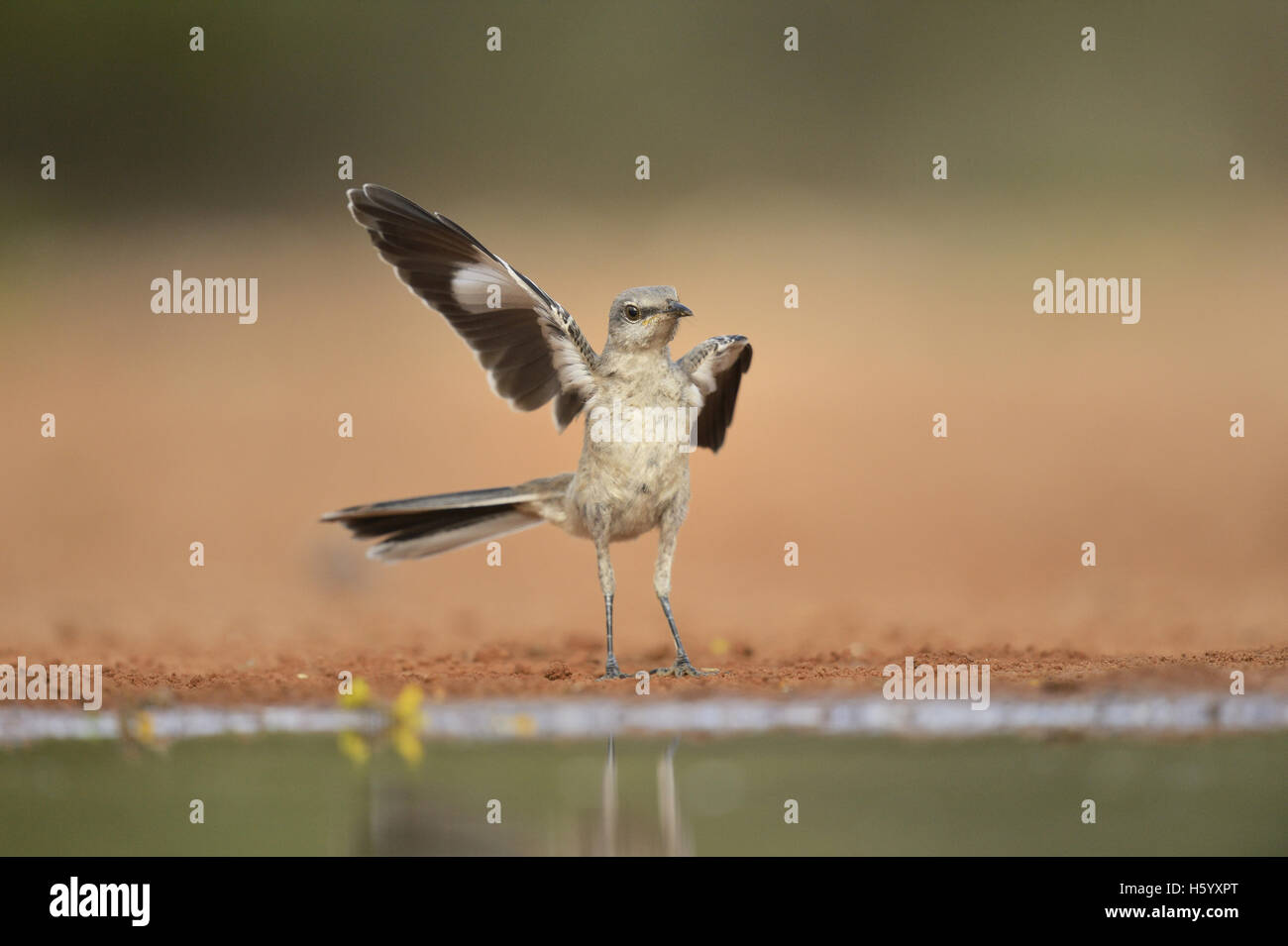 Northern Mockingbird (Mimus polyglottos), immature waving wing, Rio Grande Valley, South Texas, Texas, USA Stock Photo