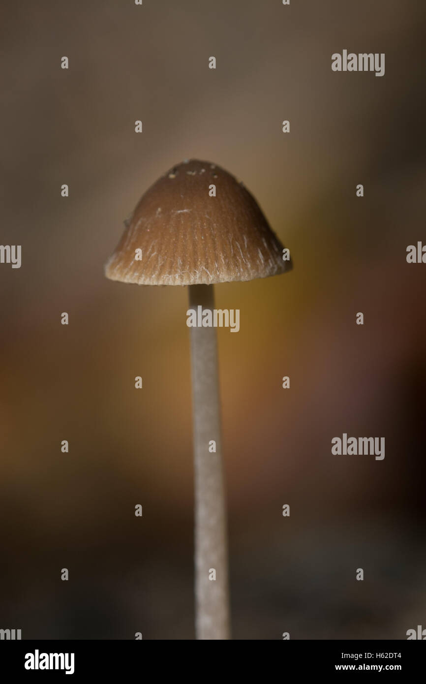 Solitary tall toadstool in England UK Stock Photo