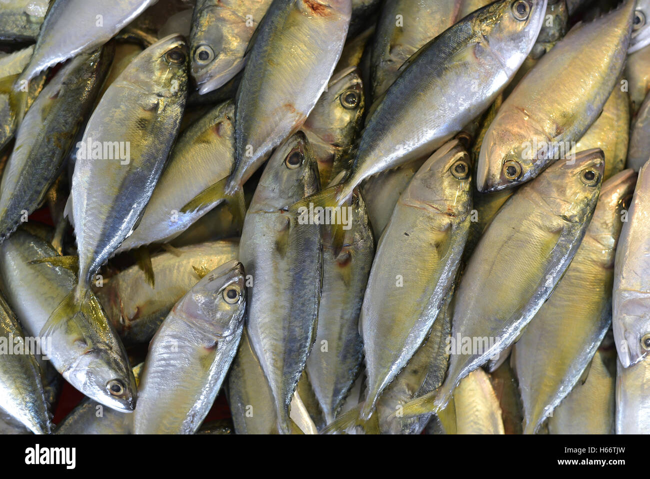 a lot of short-bodied mackerel, Indo-Pacific mackerel Stock Photo