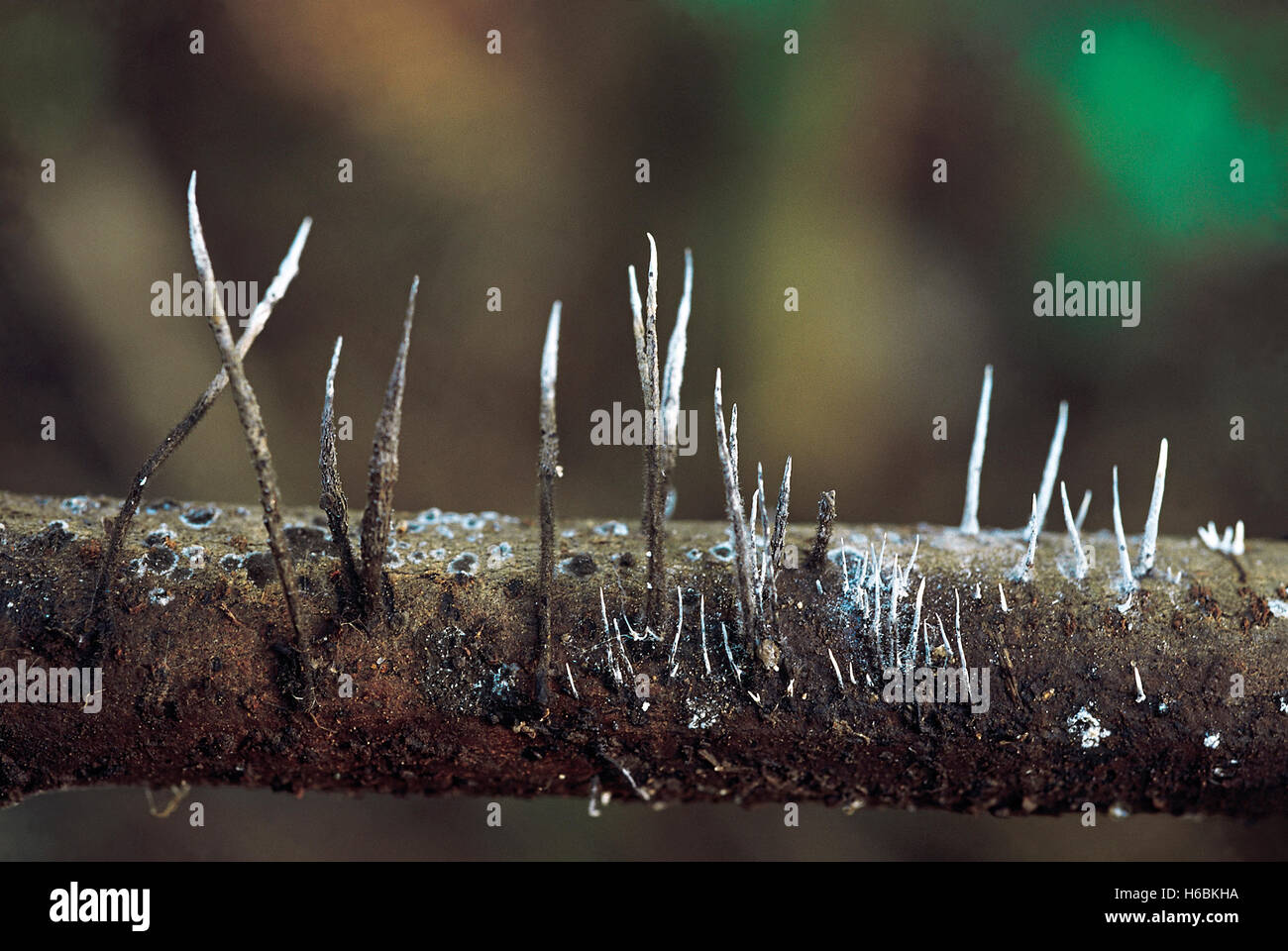 Xylaria sp. Class: Euascomycetes. Series: Pyrenomycetes. Order: Sphaerales. These fungi are small - about 1cm in height and are Stock Photo