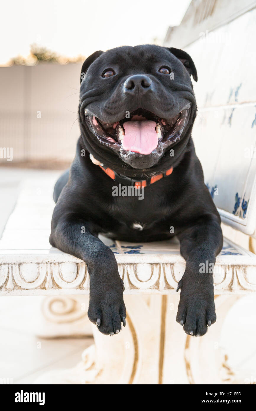 Happy, smiling staffordshire bull terrier dog lying with his paws forward and hanging over the edge of a white, cream, stone ben Stock Photo