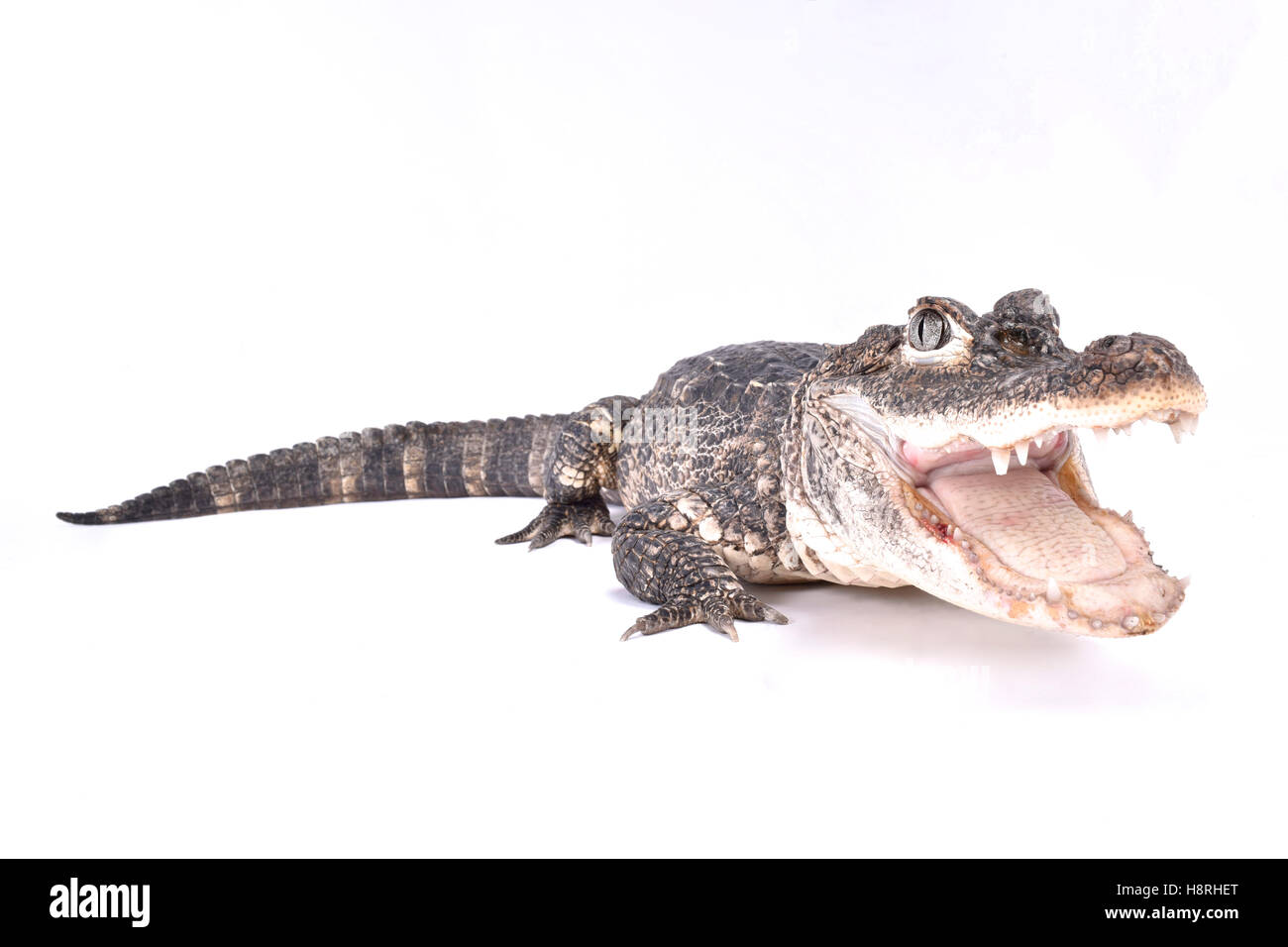 Chinese alligator, Alligator sinensis Stock Photo