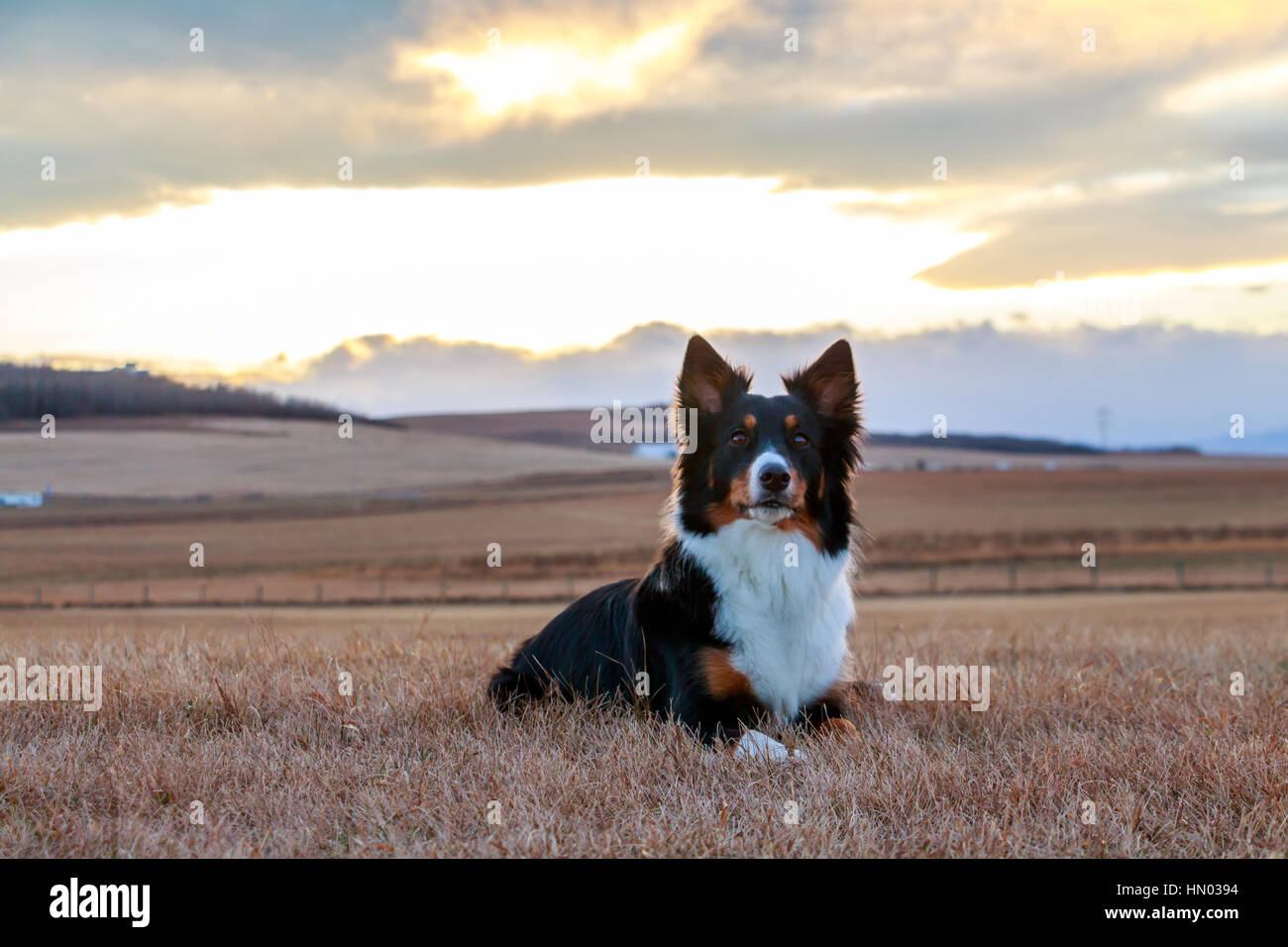 Border Collies Stock Photo