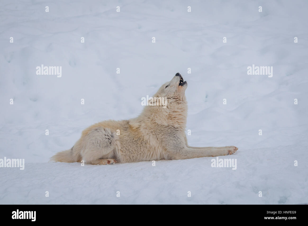 Arctic wolf in the snow. Stock Photo