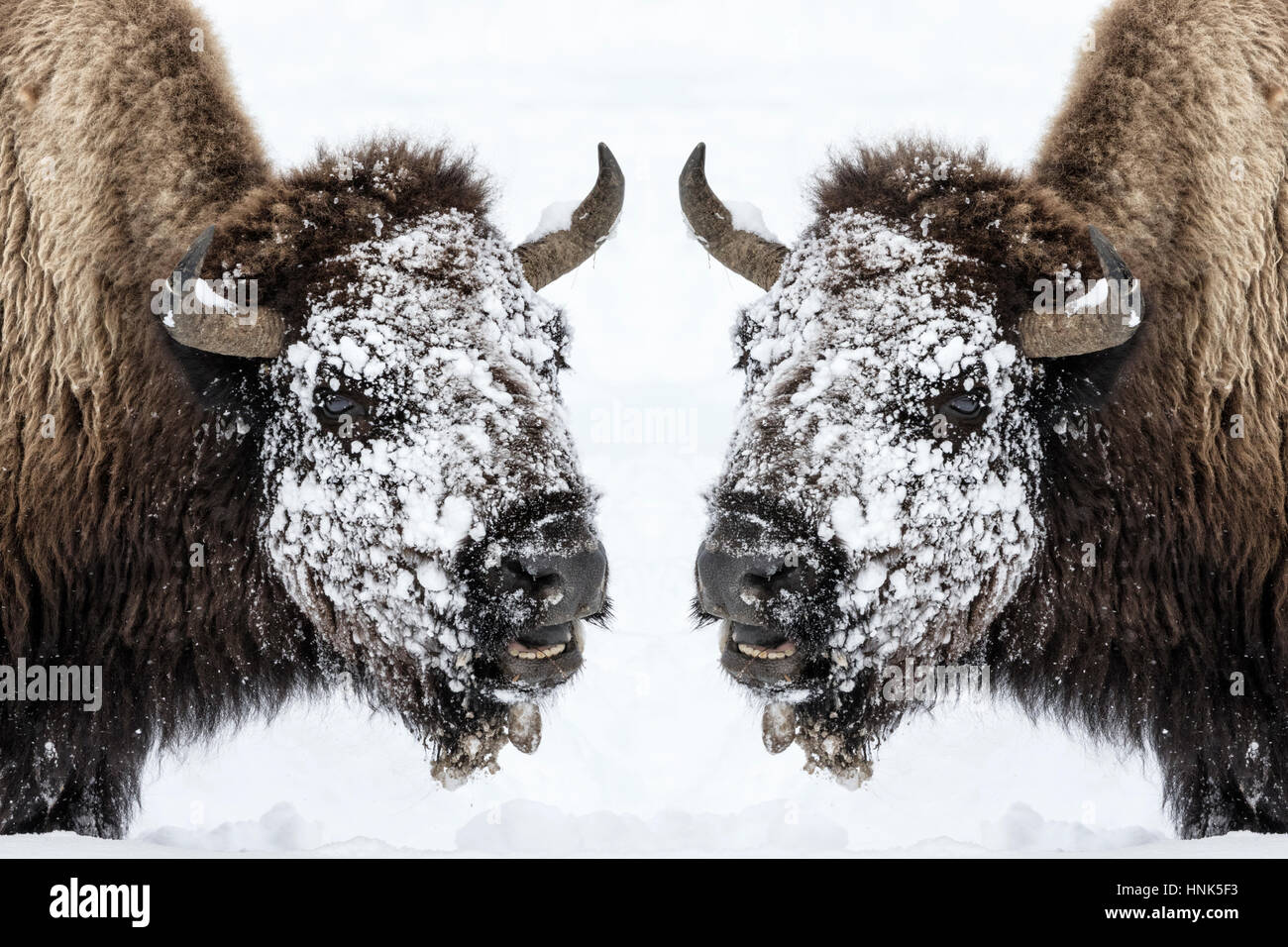 American Bison Stock Photo