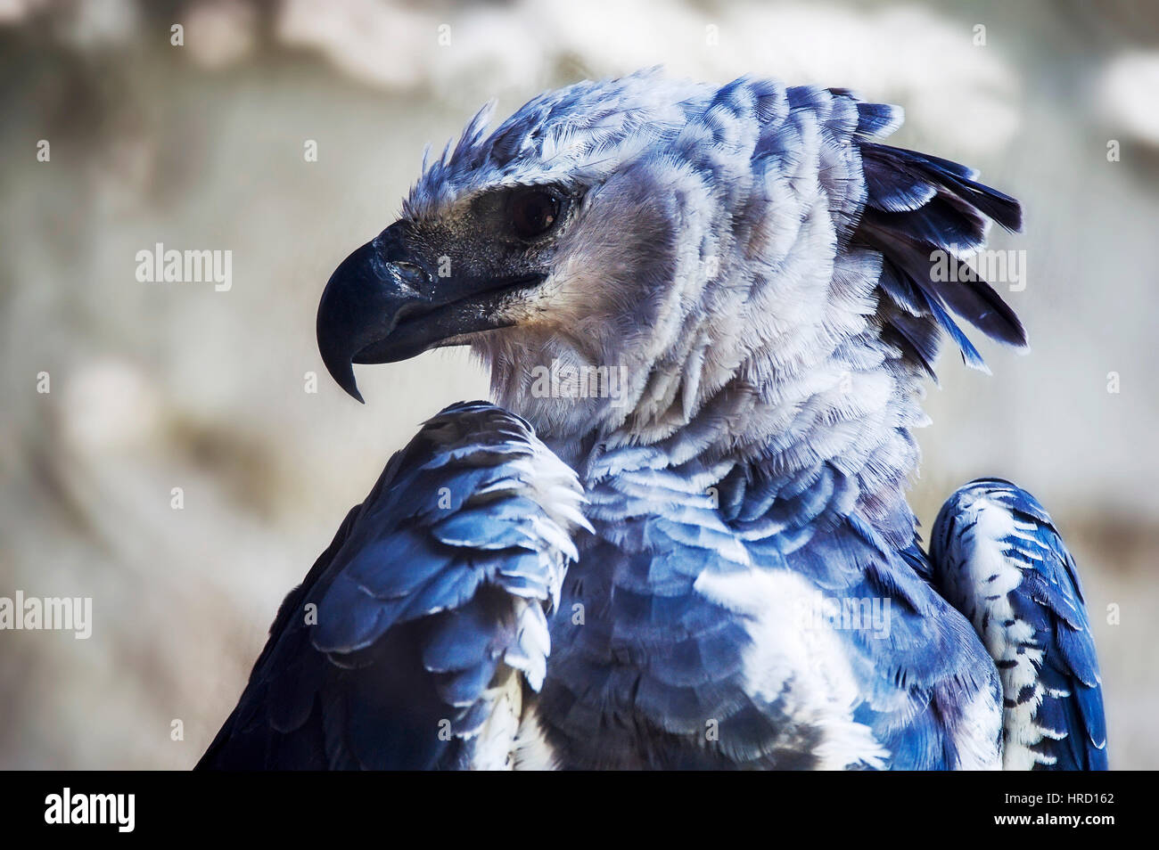 Harpy Eagle (Harpia harpyja), It is the largest and most powerful raptor of the Americas. Captive animal. Stock Photo