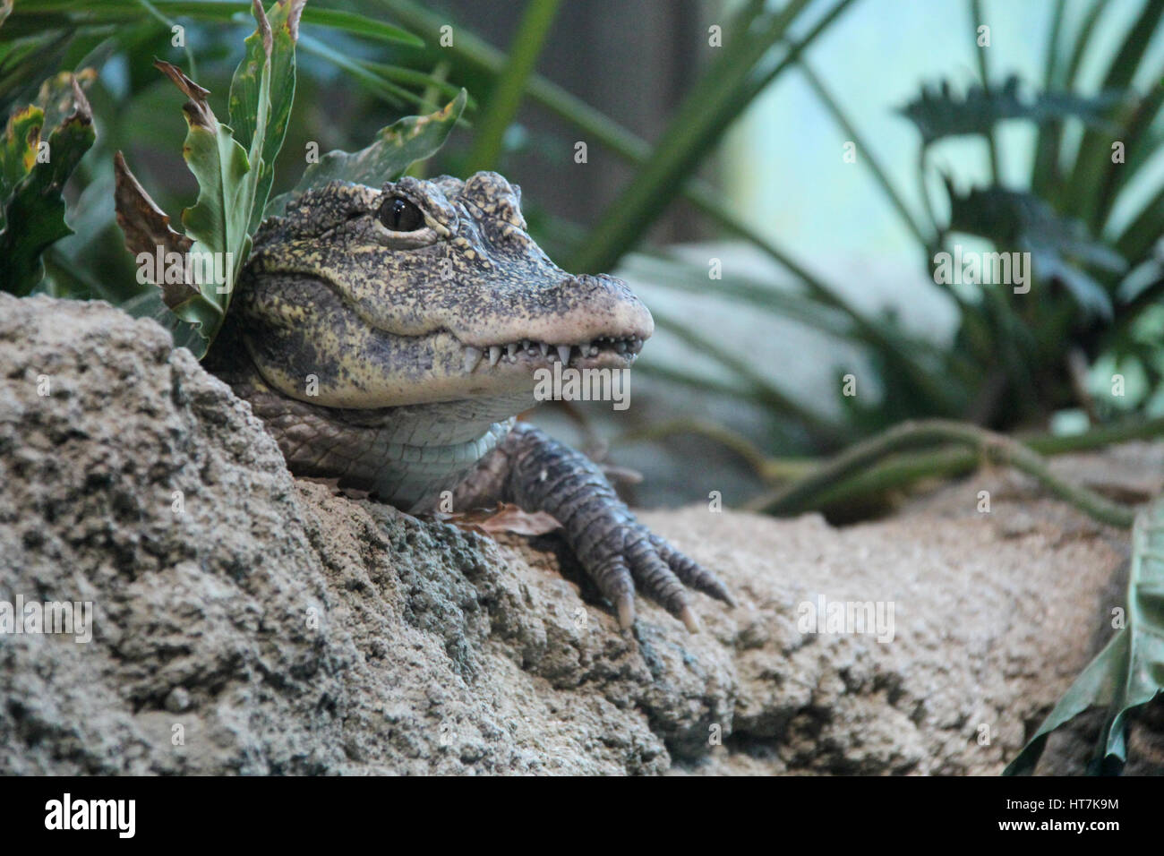 A chinese alligator in Tennoji zoo in Osaka (Japan). Stock Photo