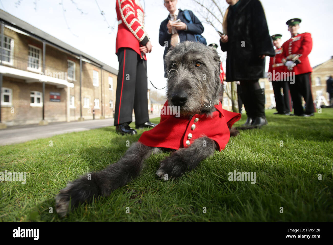 The Irish Guard's regimental mascot Domhnall waits for the arrival of the Duke of Cambridge, Colonel of the Irish Guards, and the Duchess of Cambridge, for their visit to the 1st Battalion Irish Guards during the St. Patrick's Day Parade, at the Cavalry Barracks, in Hounslow. Stock Photo