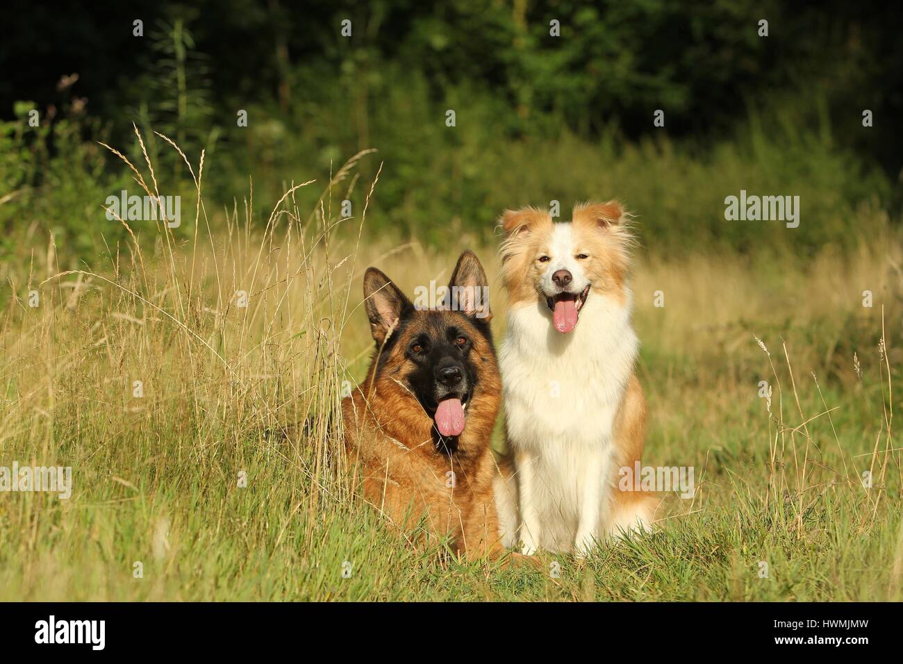 2 dogs Stock Photo