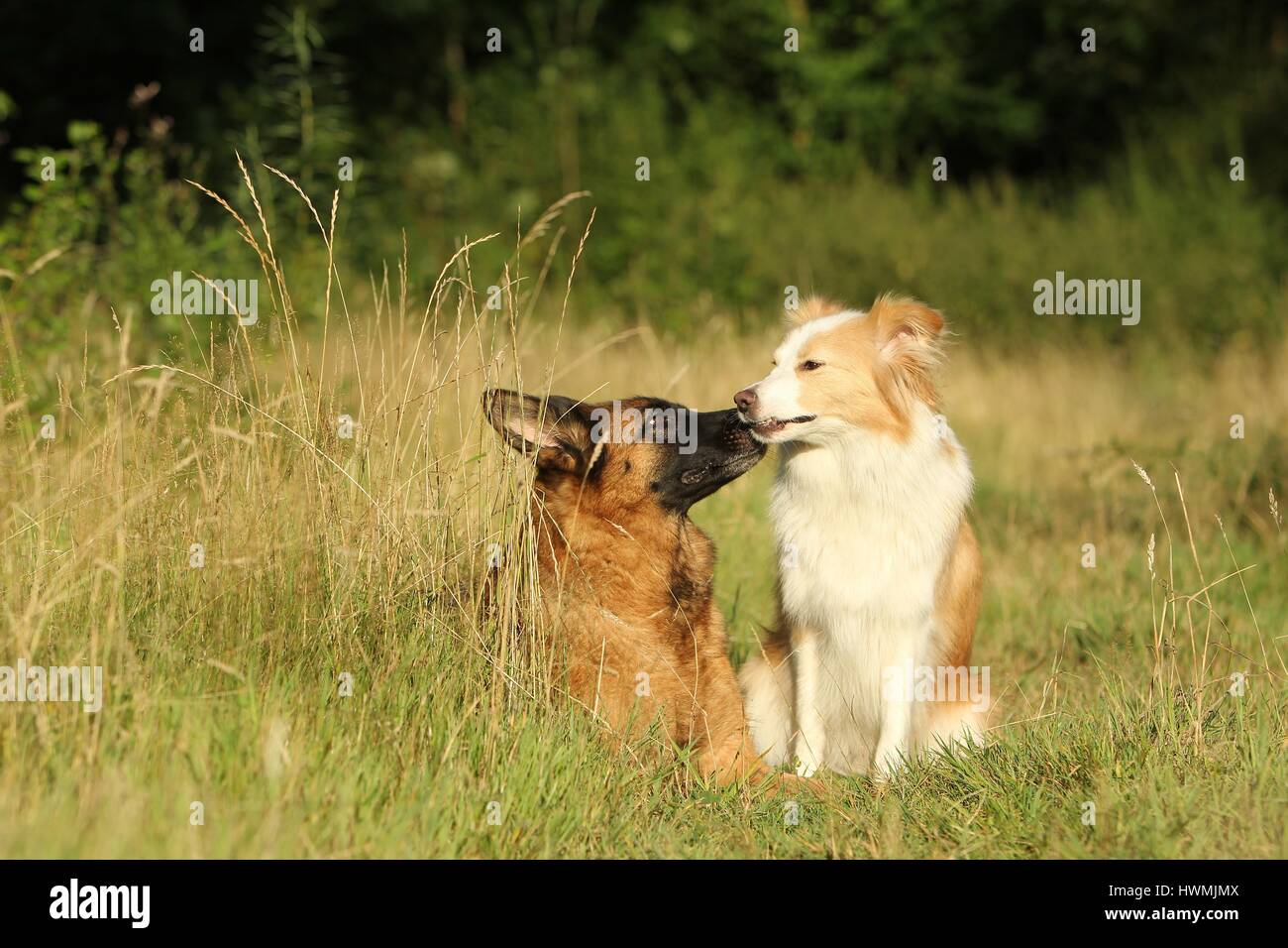 2 dogs Stock Photo