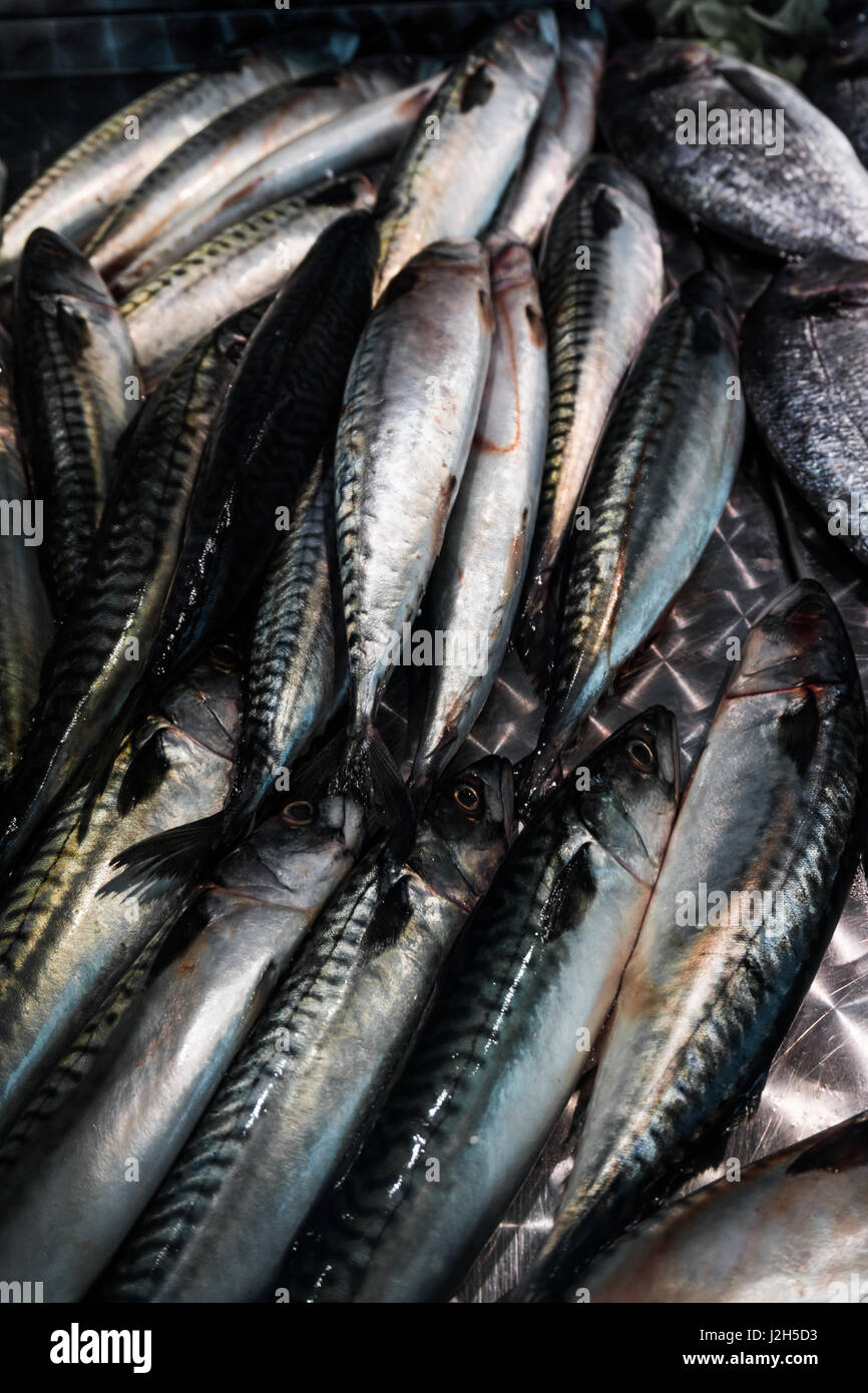 Fresh mackerel fish (Scomber scrombrus).  Mackerel  for sale at a fish market. Stock Photo