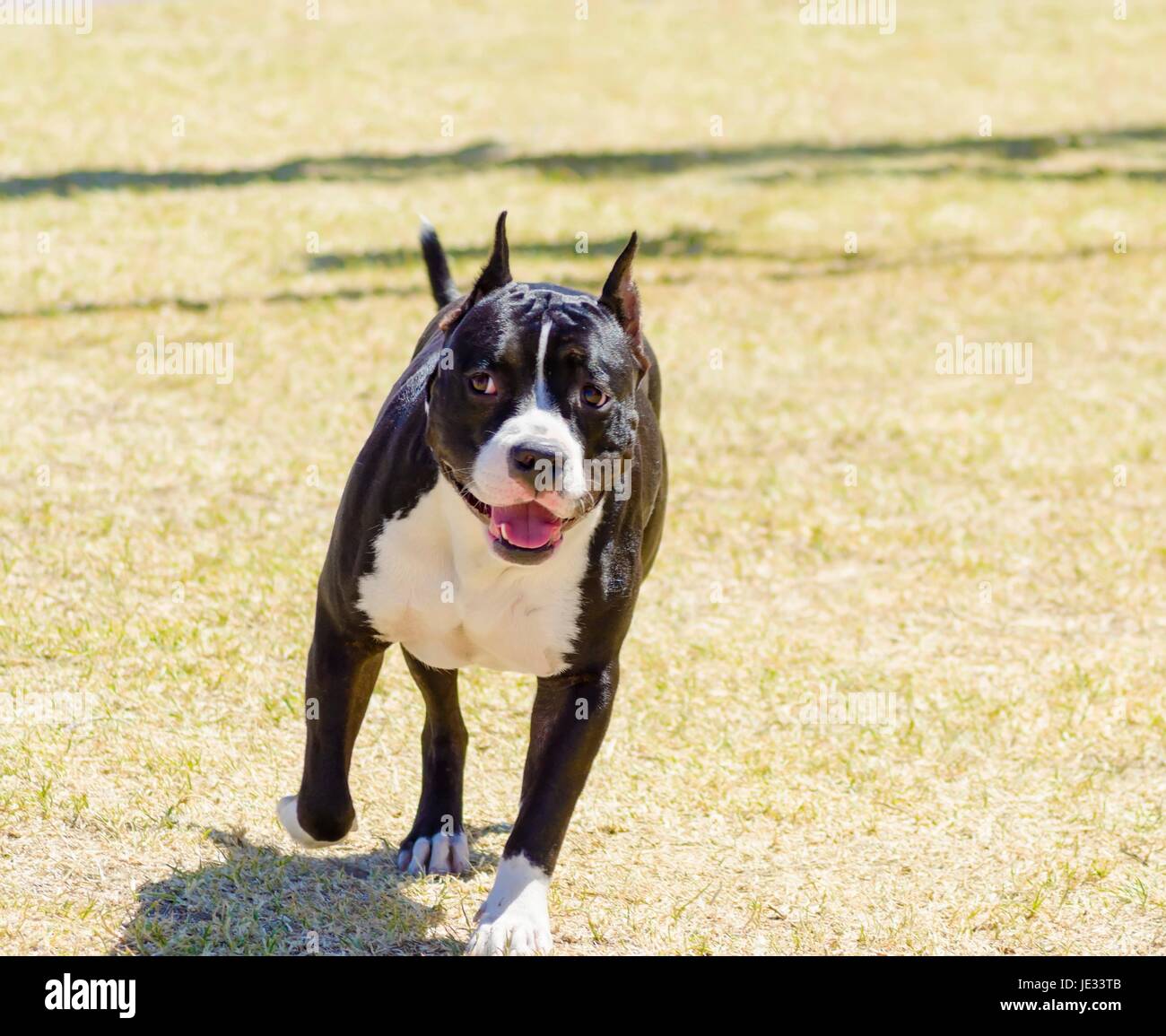 A small, young, beautiful, black and white American Staffordshire Terrier walking on the grass looking playful and cheerful. Its ears are cropped. Stock Photo