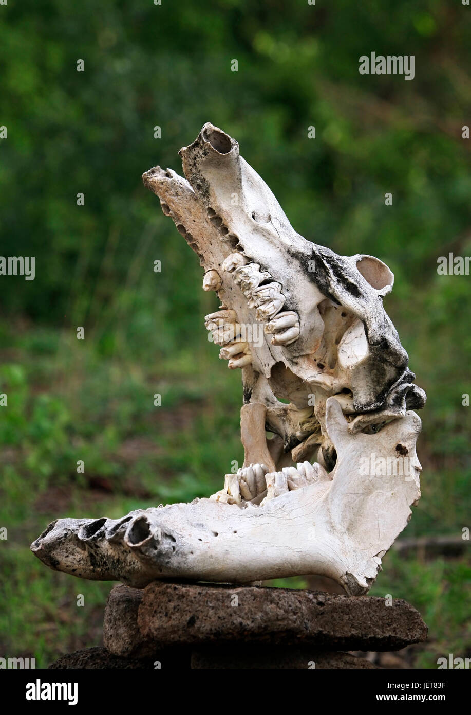 Old Skull of a hippopotamus close-up Stock Photo