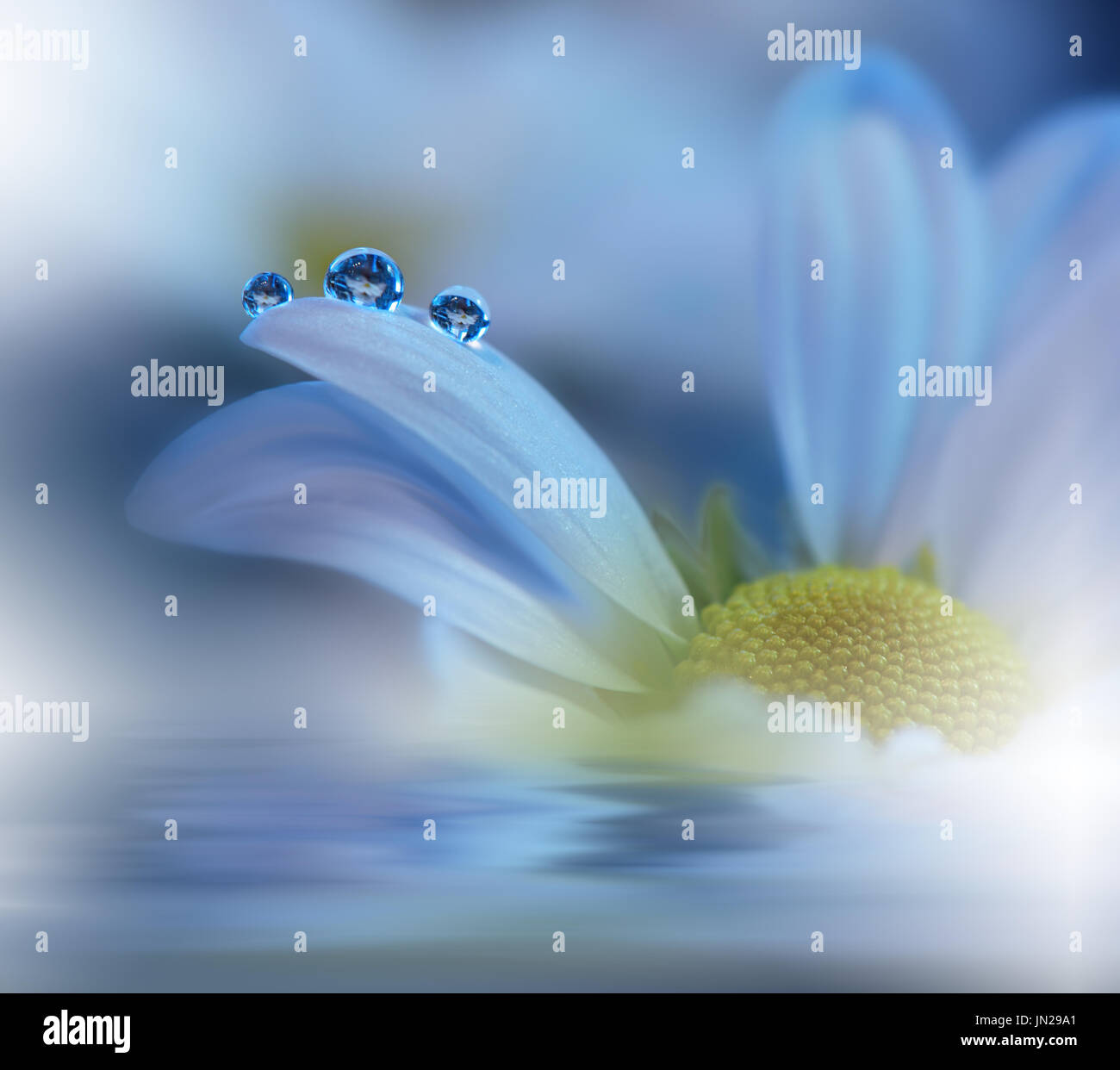 Beautiful flowers reflected in the water, spa concept.Postcard. Blue Background.Pure Waterdrops. Stock Photo