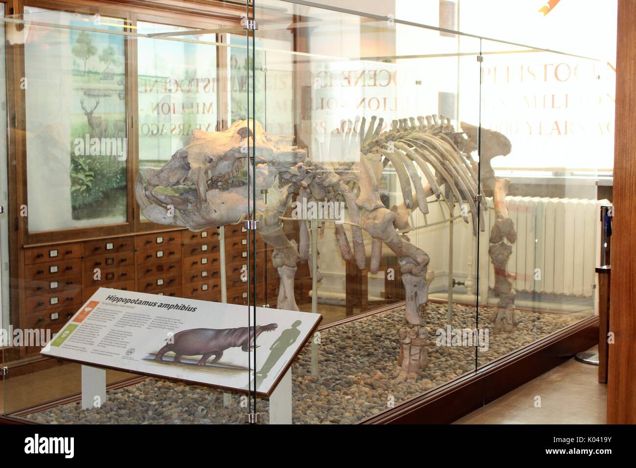 Hippopotamus skeleton in museum Stock Photo