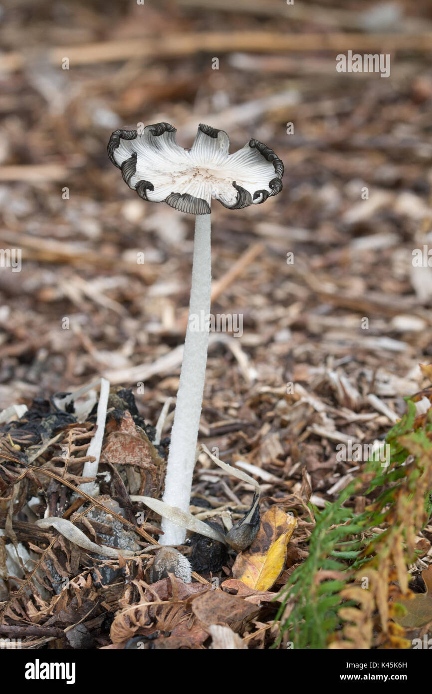 Close-up of tall toadstool (Coprinopsis lagopus), also known as hare's foot inkcap mushroom growing on wood chips Stock Photo