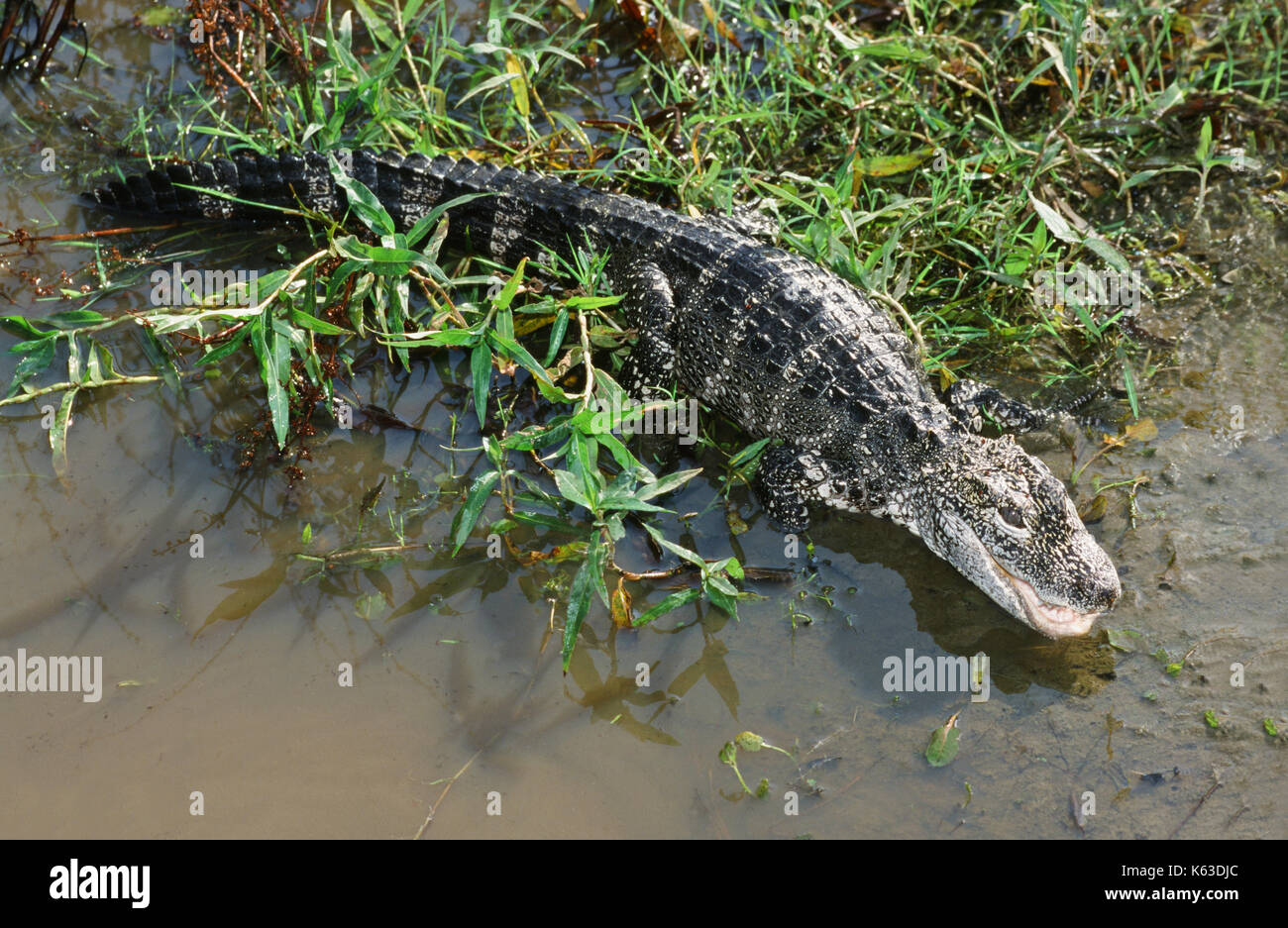 Chinese Alligator or Yangtze Alligator  (Alligator sinensis). Critically threatened endangered, mainly due to conversion of wetland habitat for agricu Stock Photo