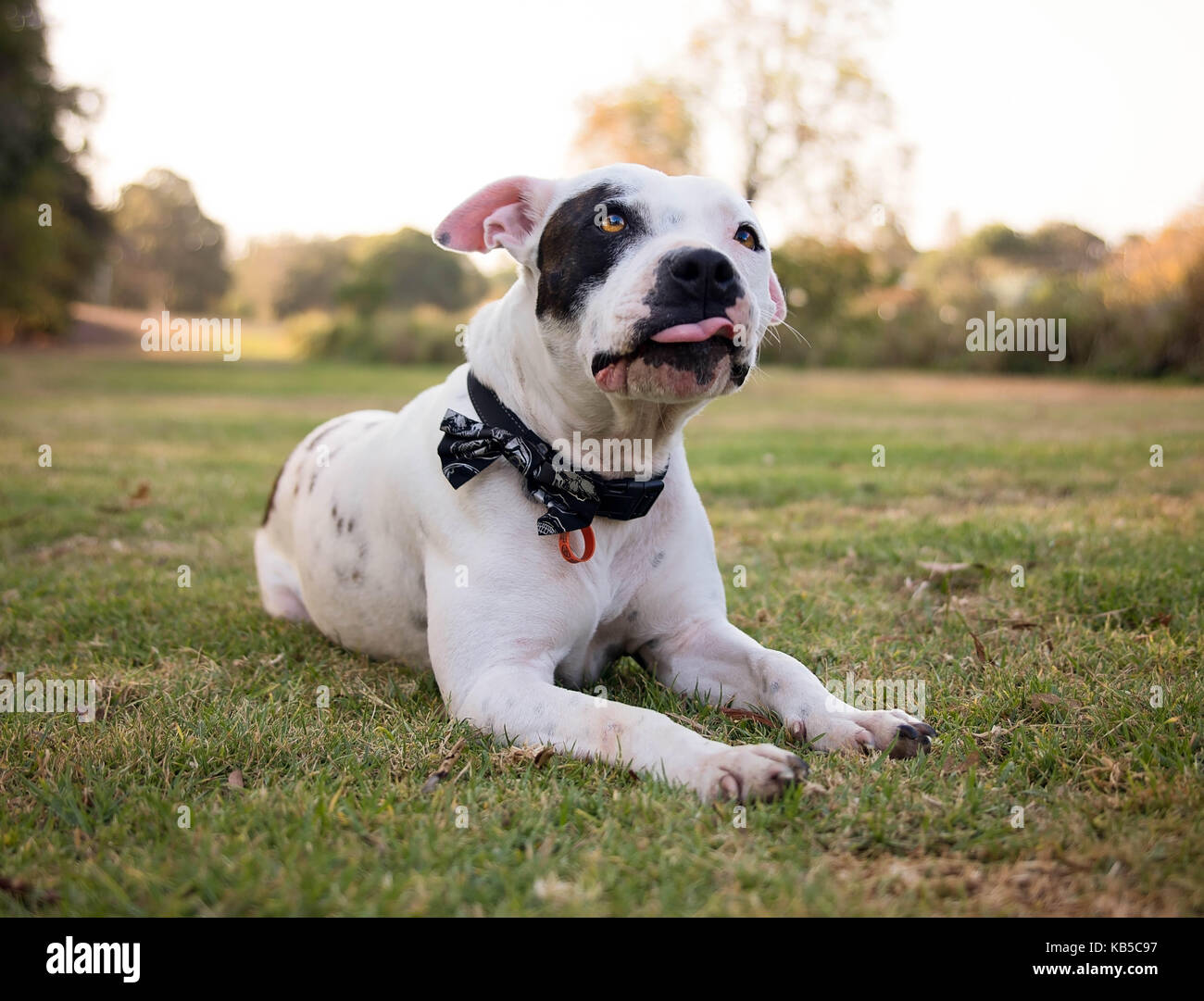 Staffordshire Bull Terrier in outdoor setting Stock Photo